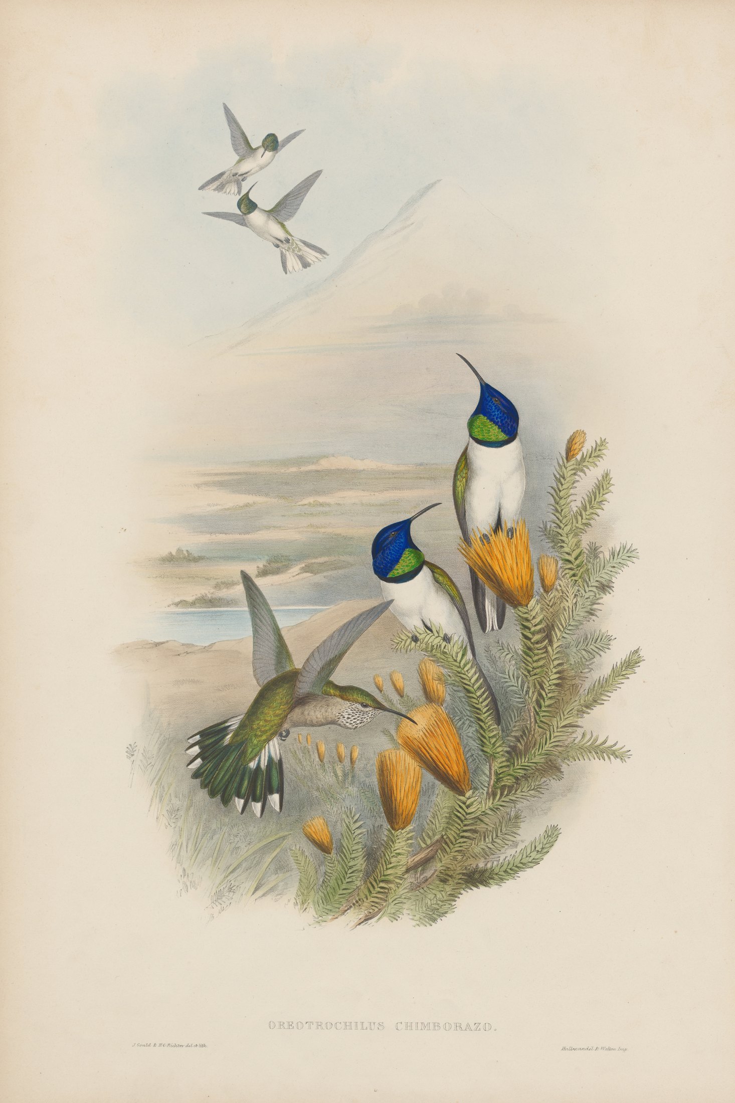 Oreotrochilus chimborazo — John Gould