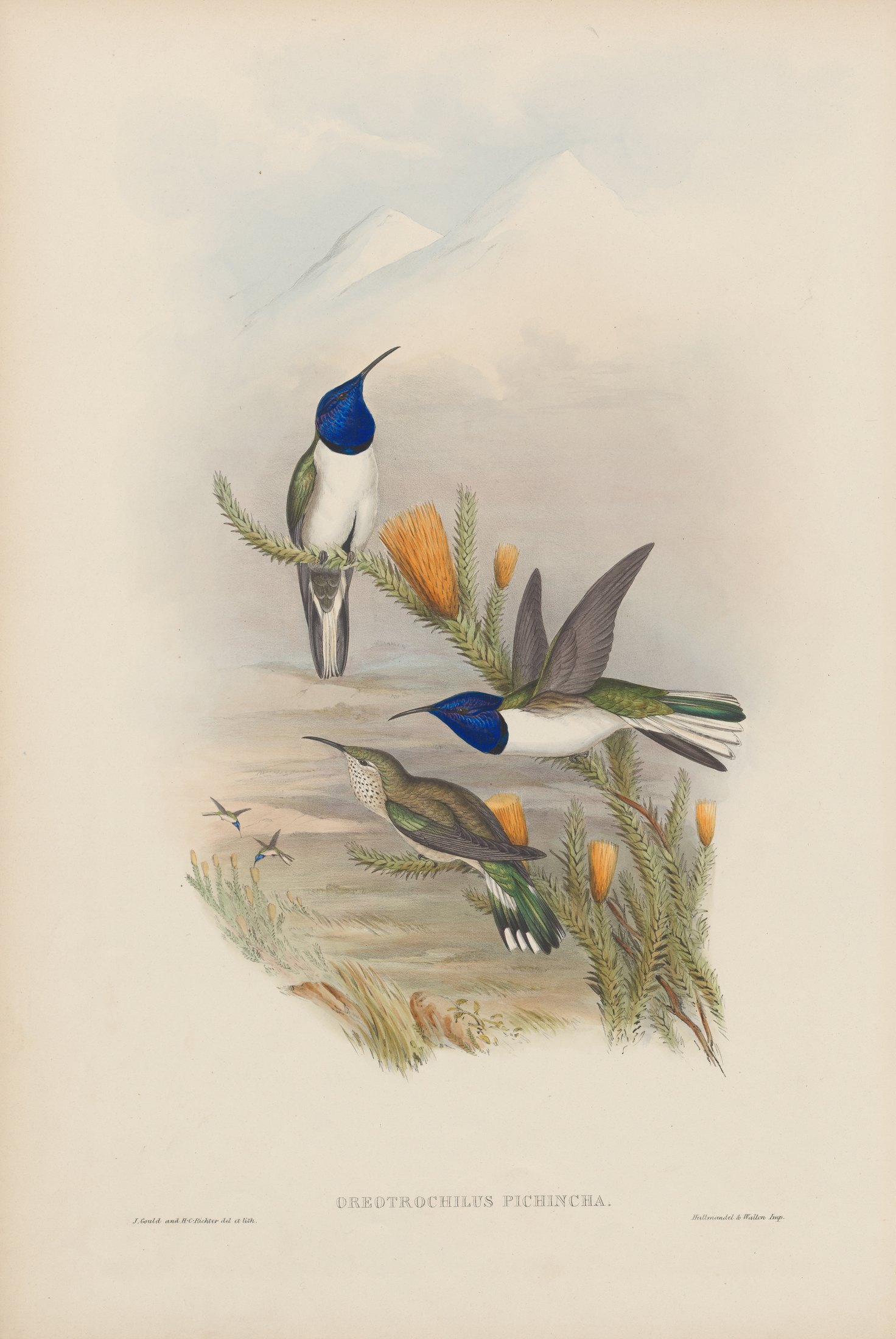 Oreotrochilus pichincha — John Gould