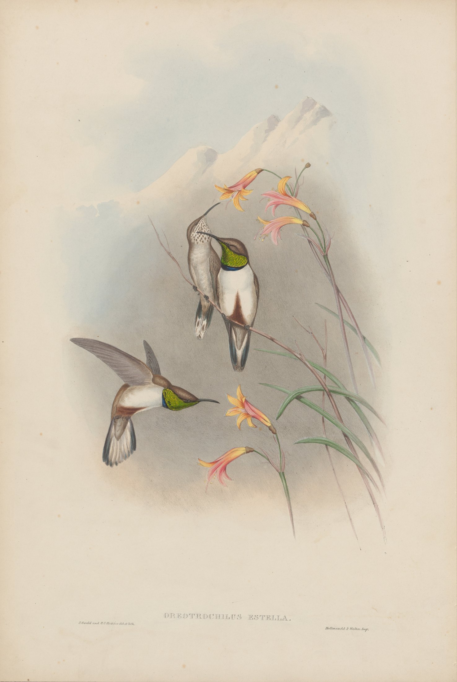 Oreotrochilus estella — John Gould