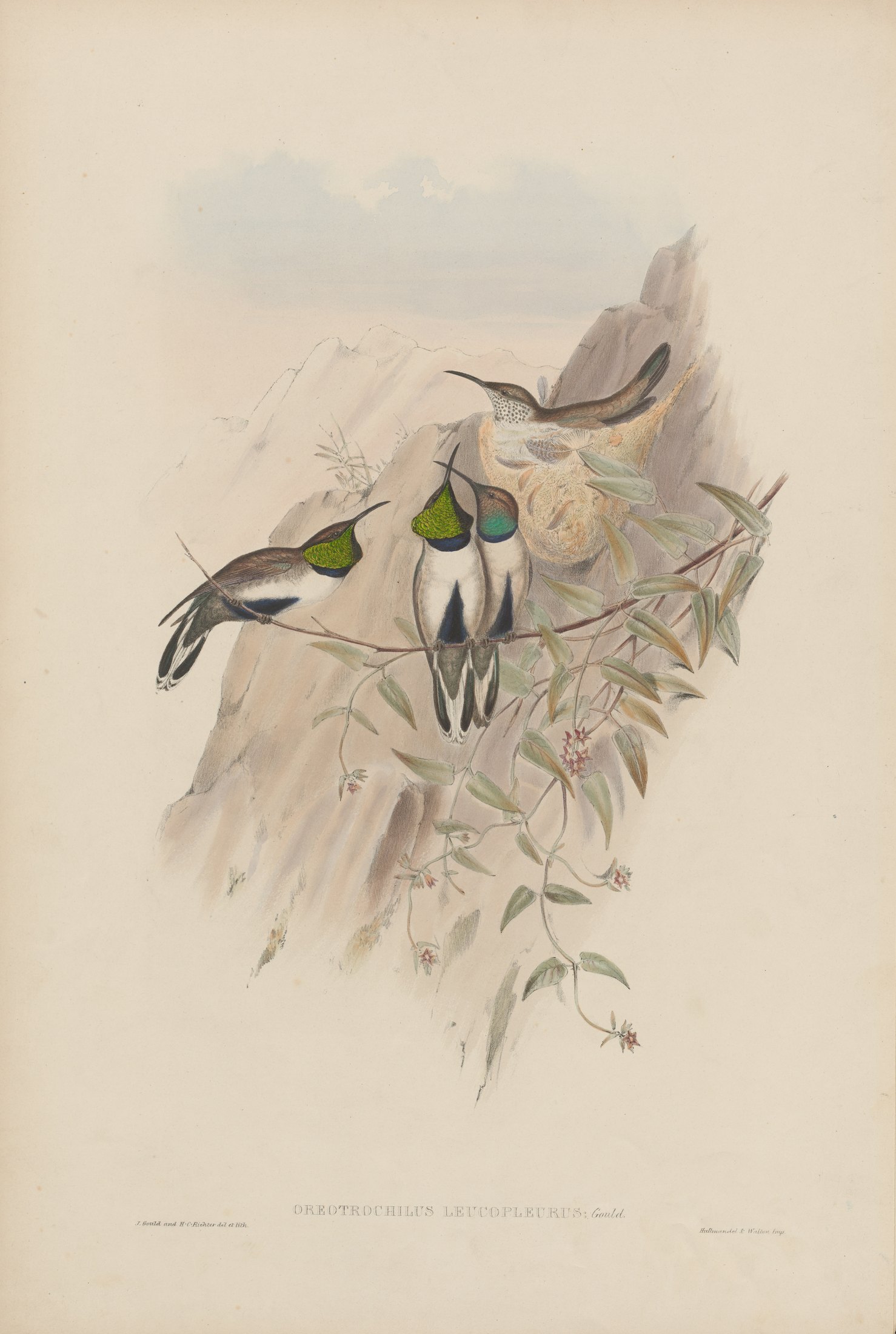 Oreotrochilus leucopleurus, Gould — John Gould
