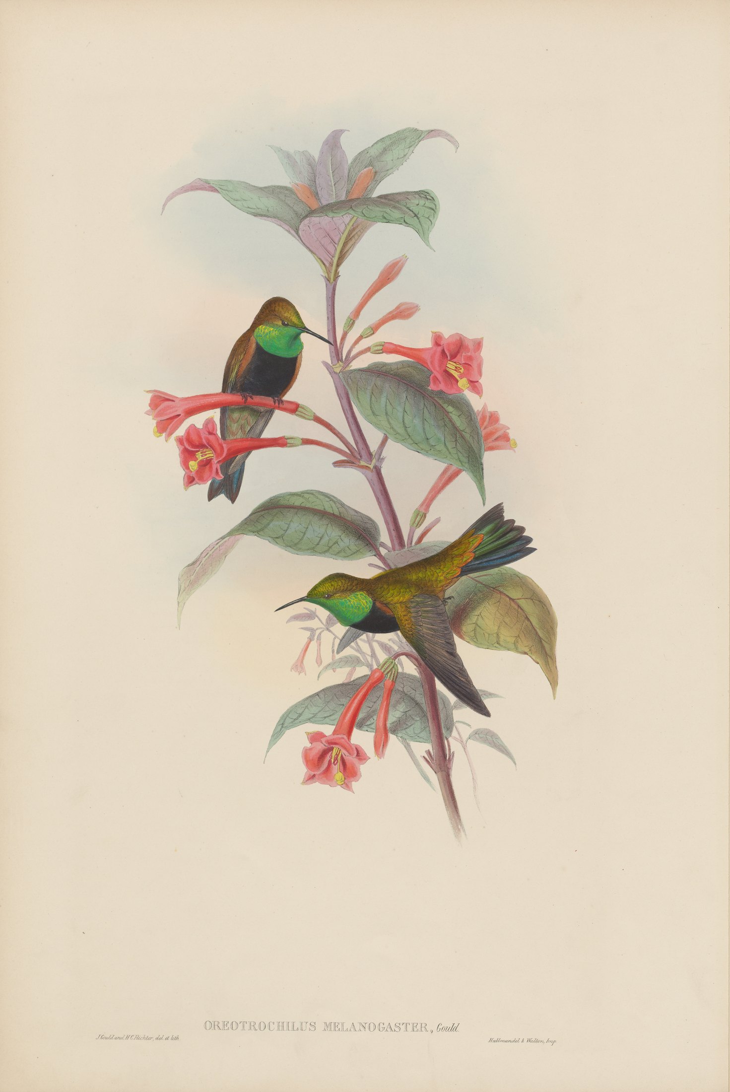 Oreotrochilus melanogaster, Gould — John Gould