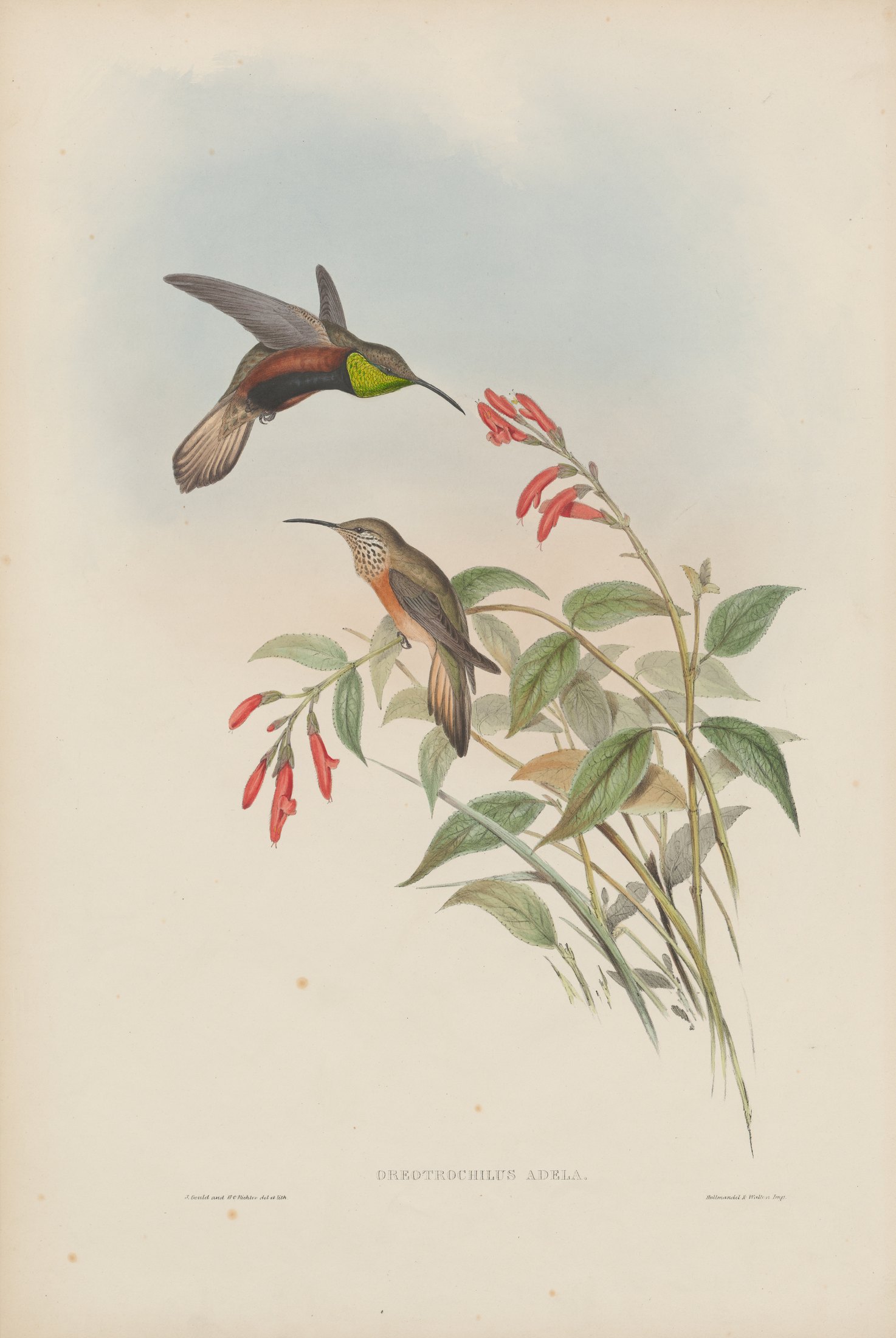 Oreotrochilus adela — John Gould