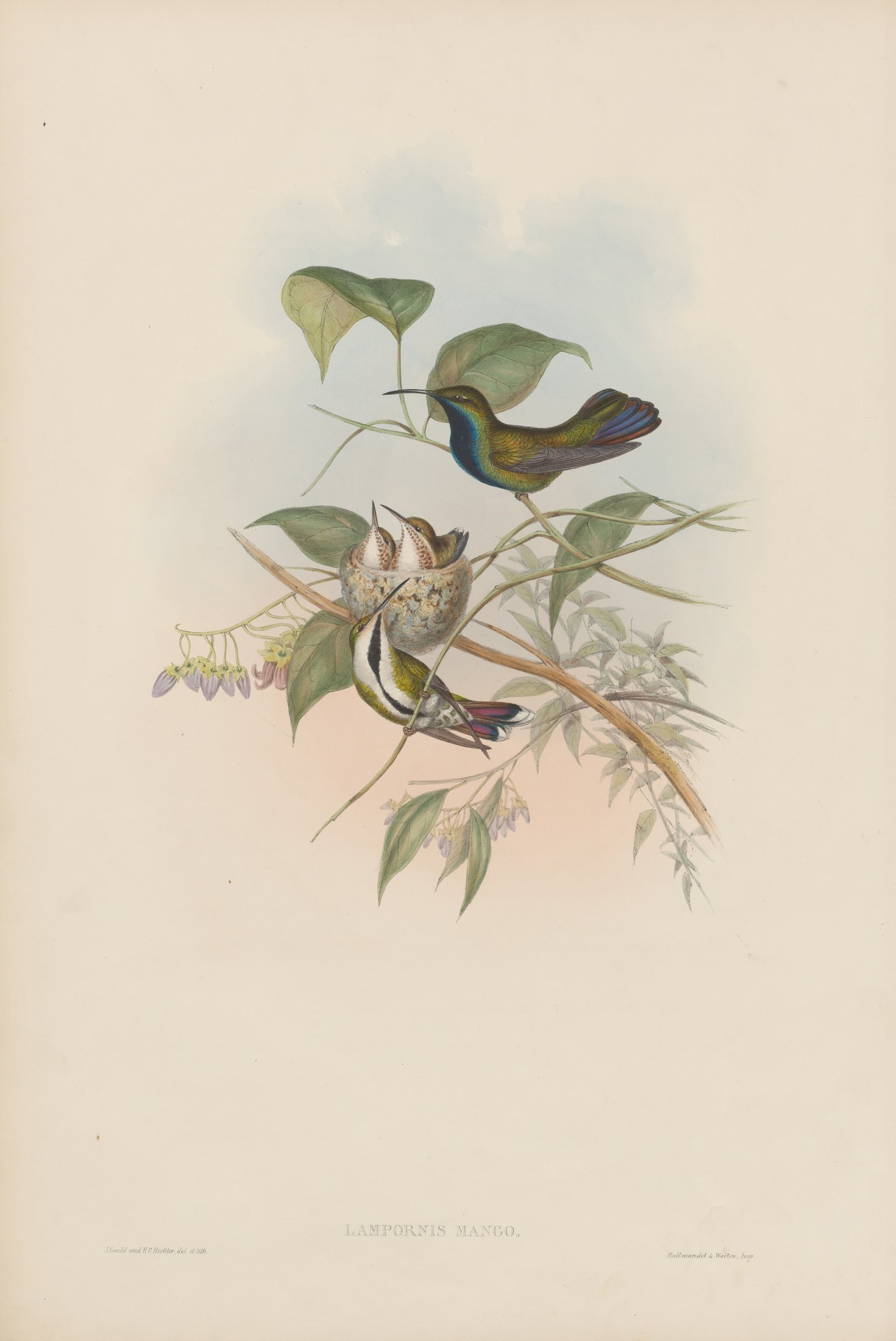 Lampornis mango — John Gould