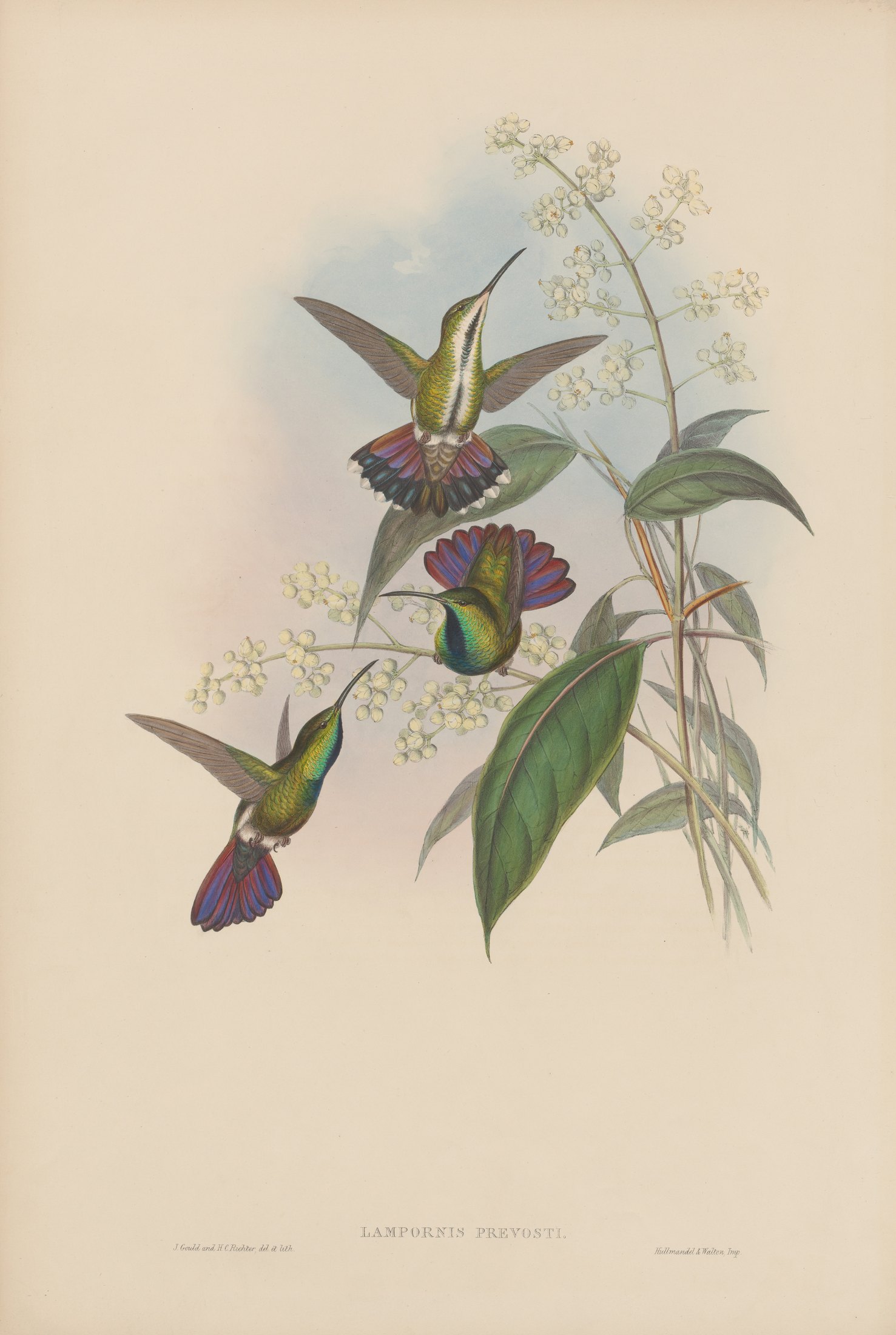 Lampornis prevosti — John Gould