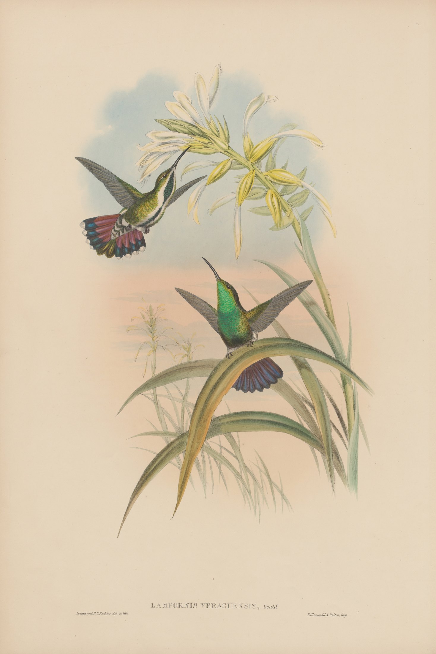 Lampornis veraguensis, Gould — John Gould
