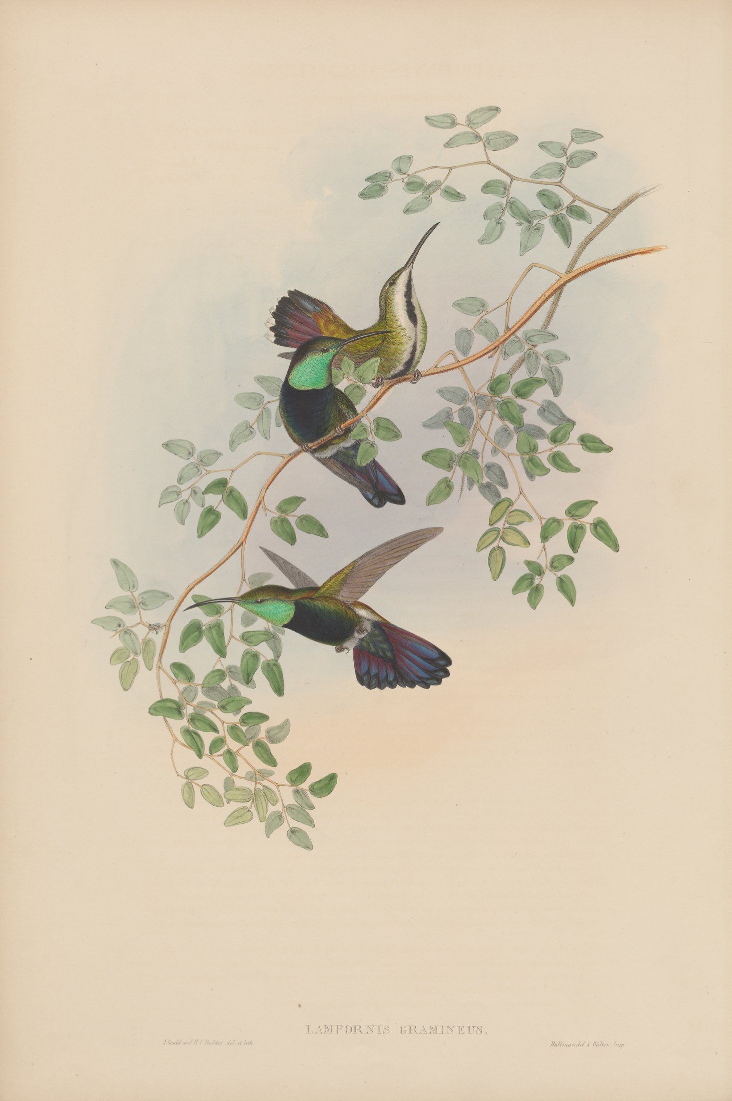 Lampornis gramineus — John Gould