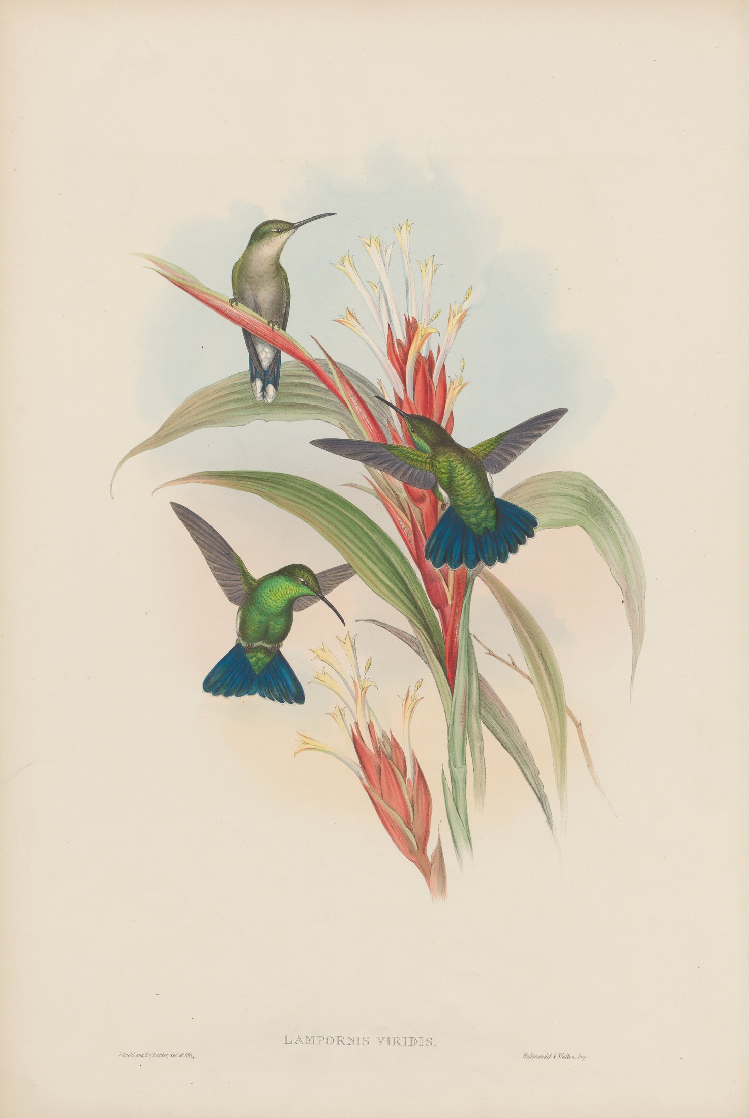 Lampornis viridis — John Gould