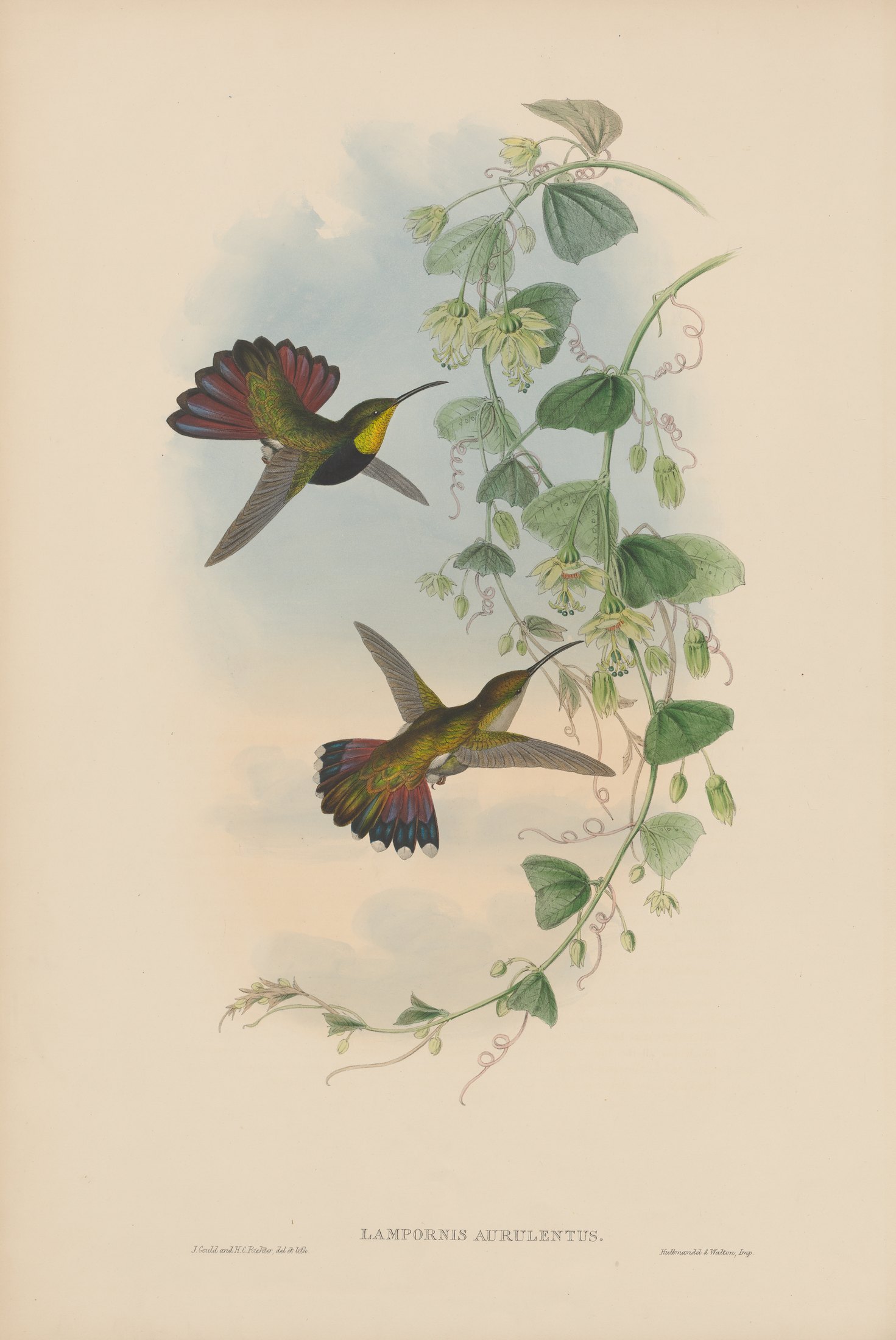 Lampornis aurulentus — John Gould