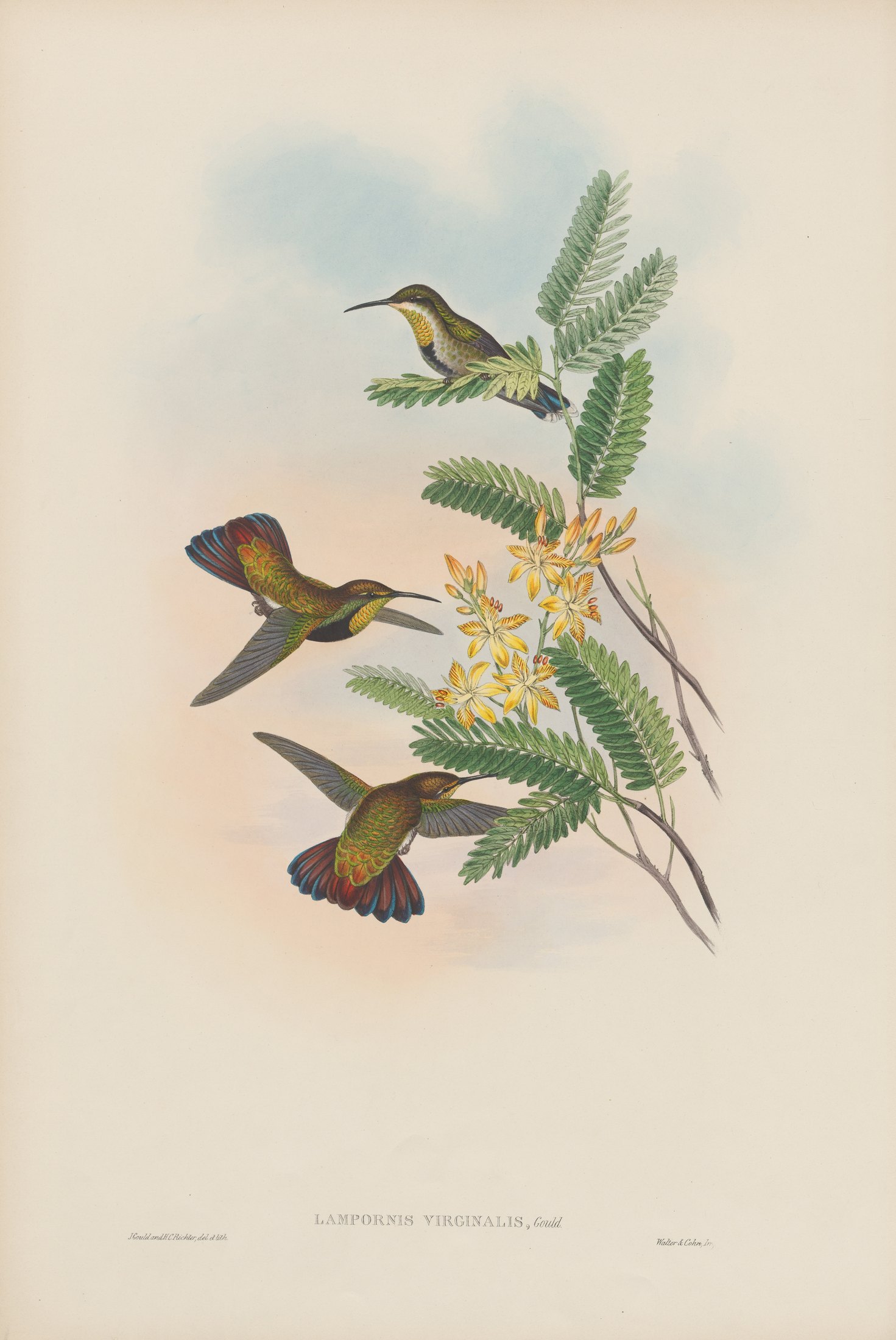 Lampornis virginalis, Gould — John Gould