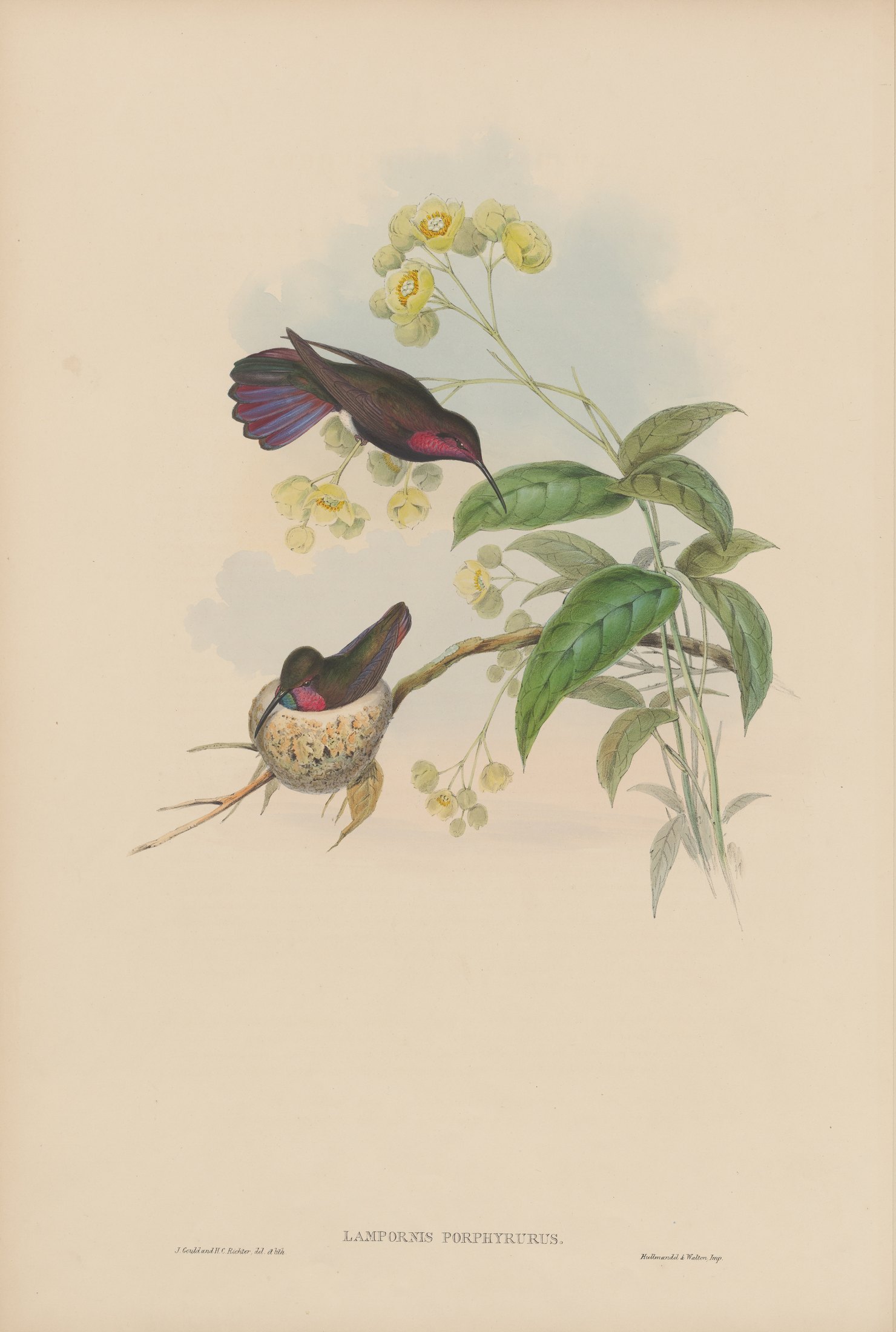 Lampornis porphyrurus — John Gould