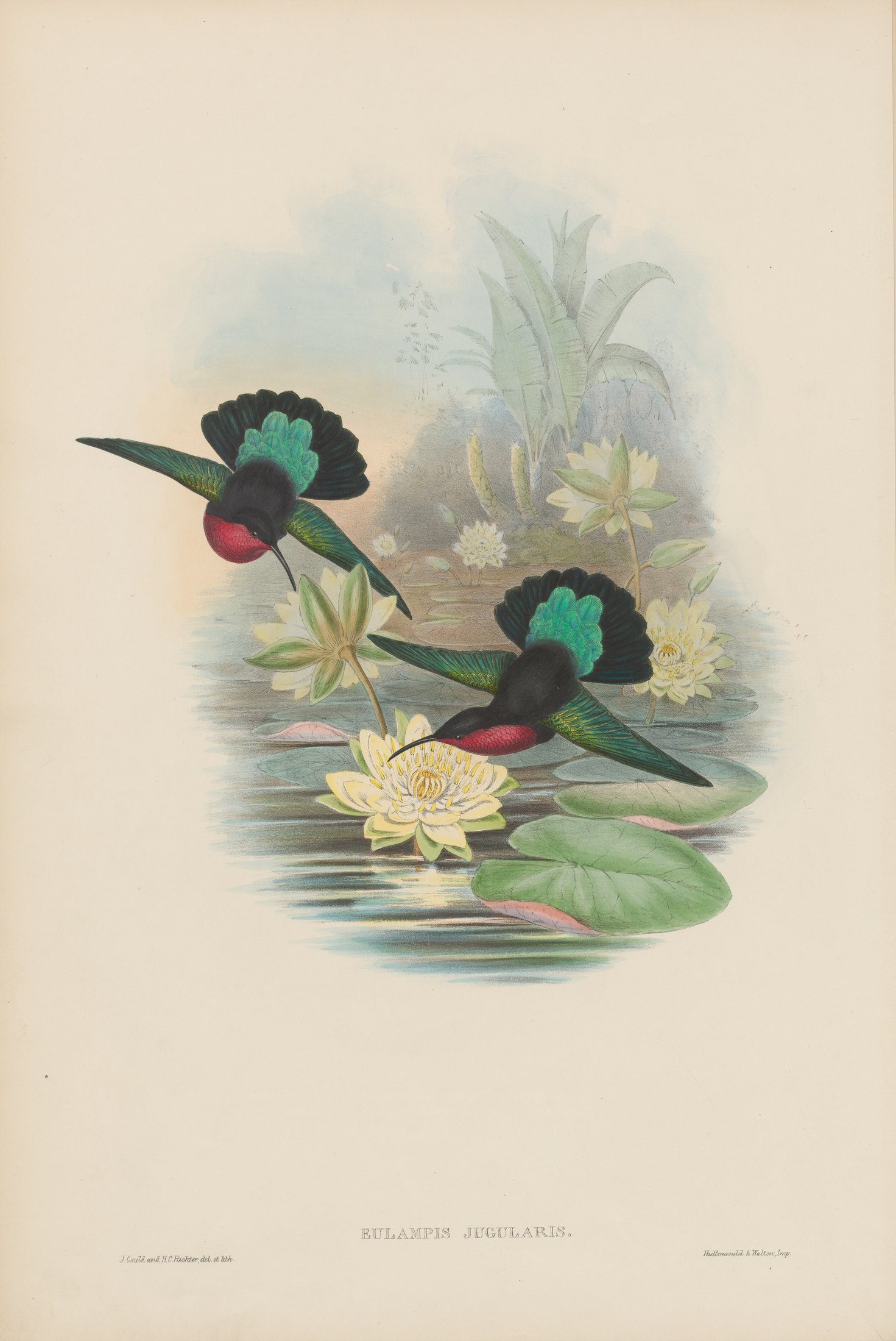 Eulampis jugularis — John Gould