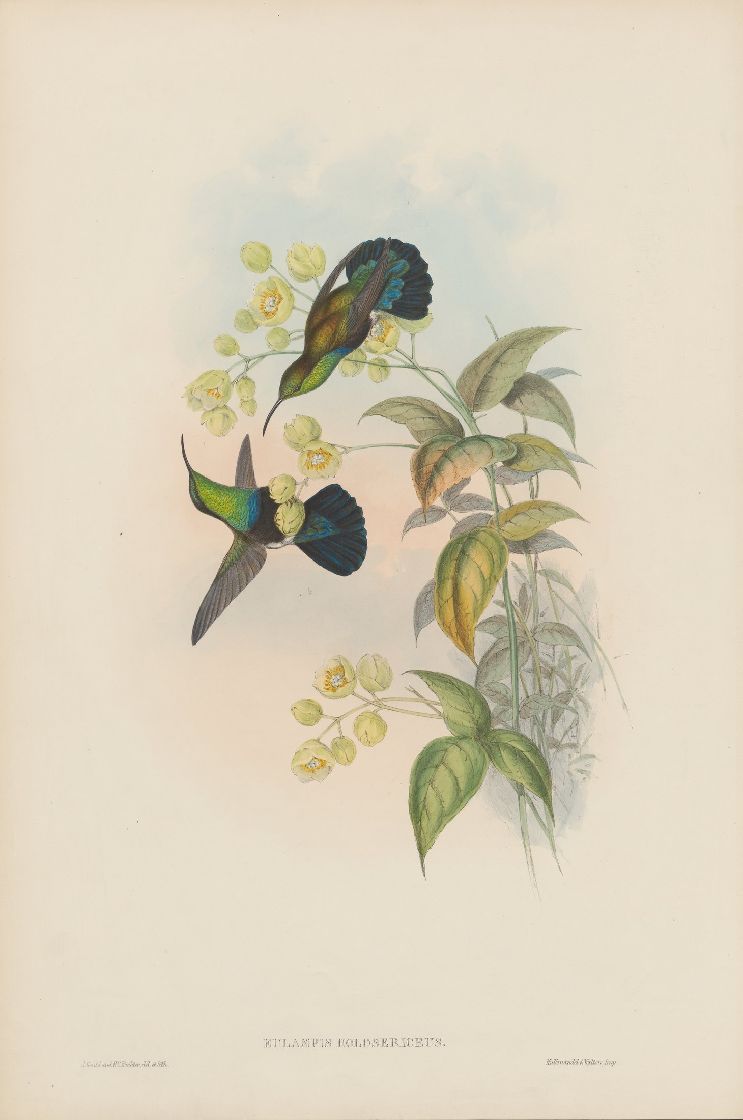 Eulampis holosericeus — John Gould