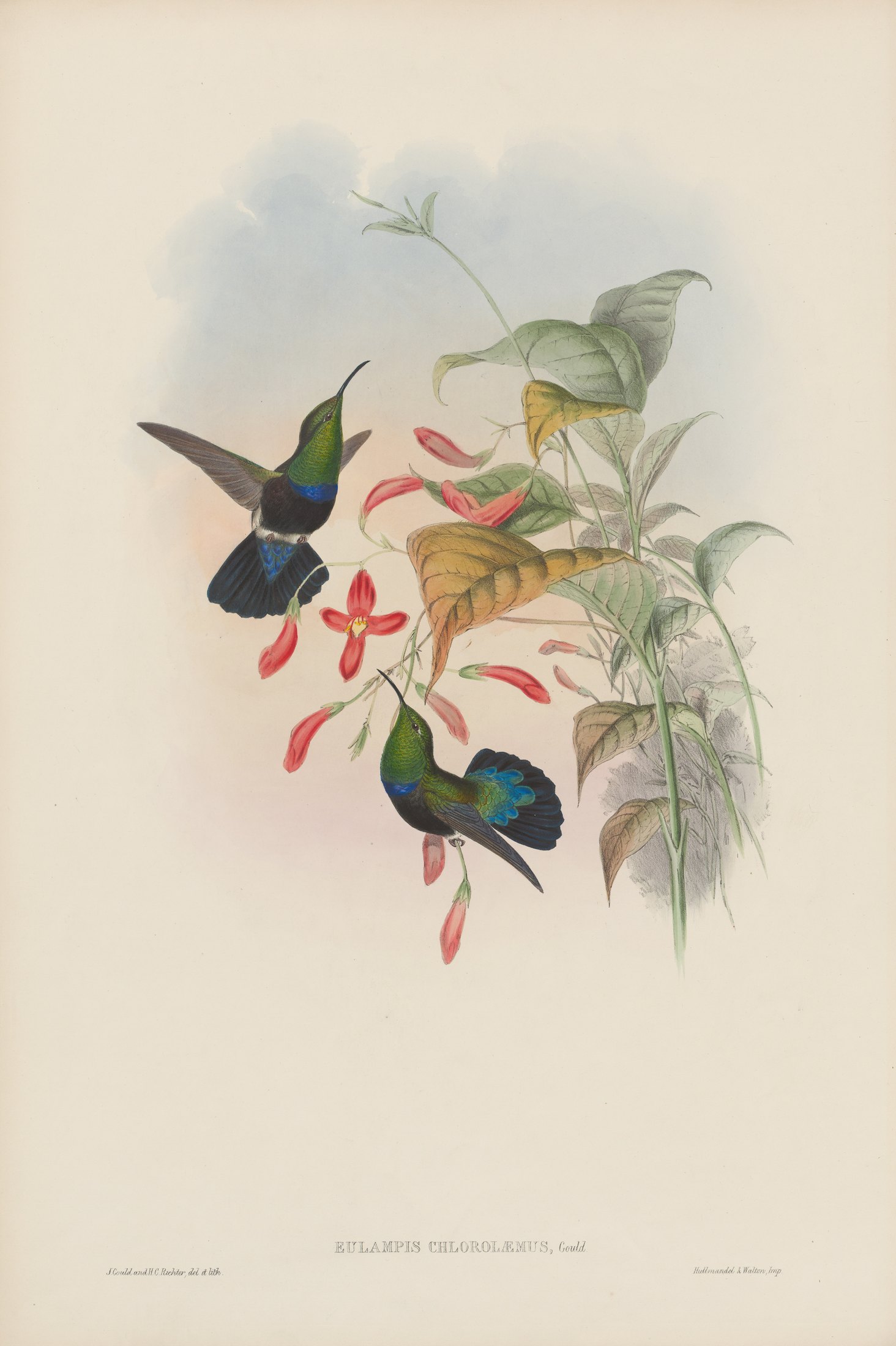 Eulampis chlorolaemus, Gould — John Gould