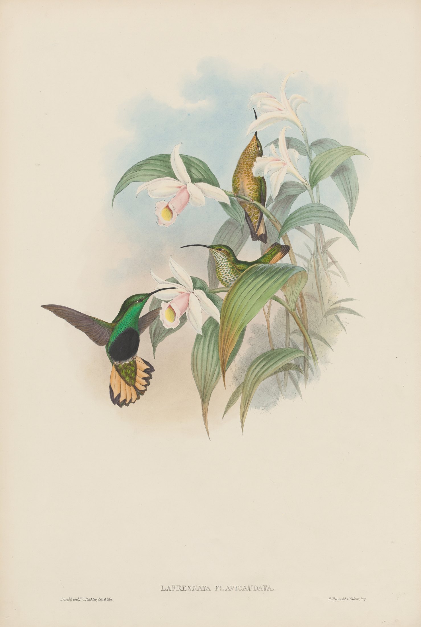 Lafresnaya flavicaudata — John Gould