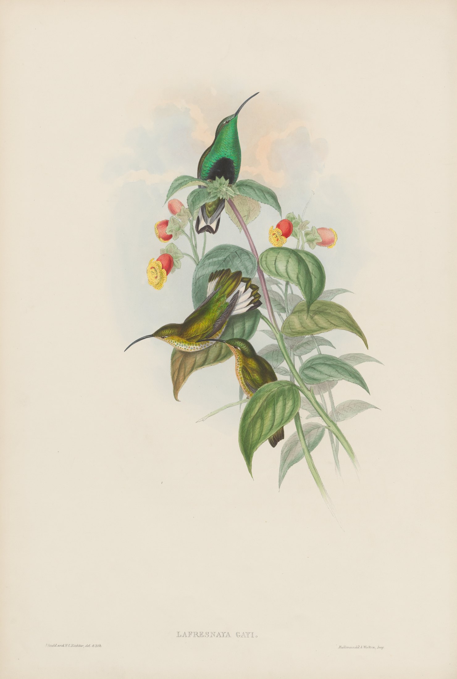 Lafresnaya gayi — John Gould
