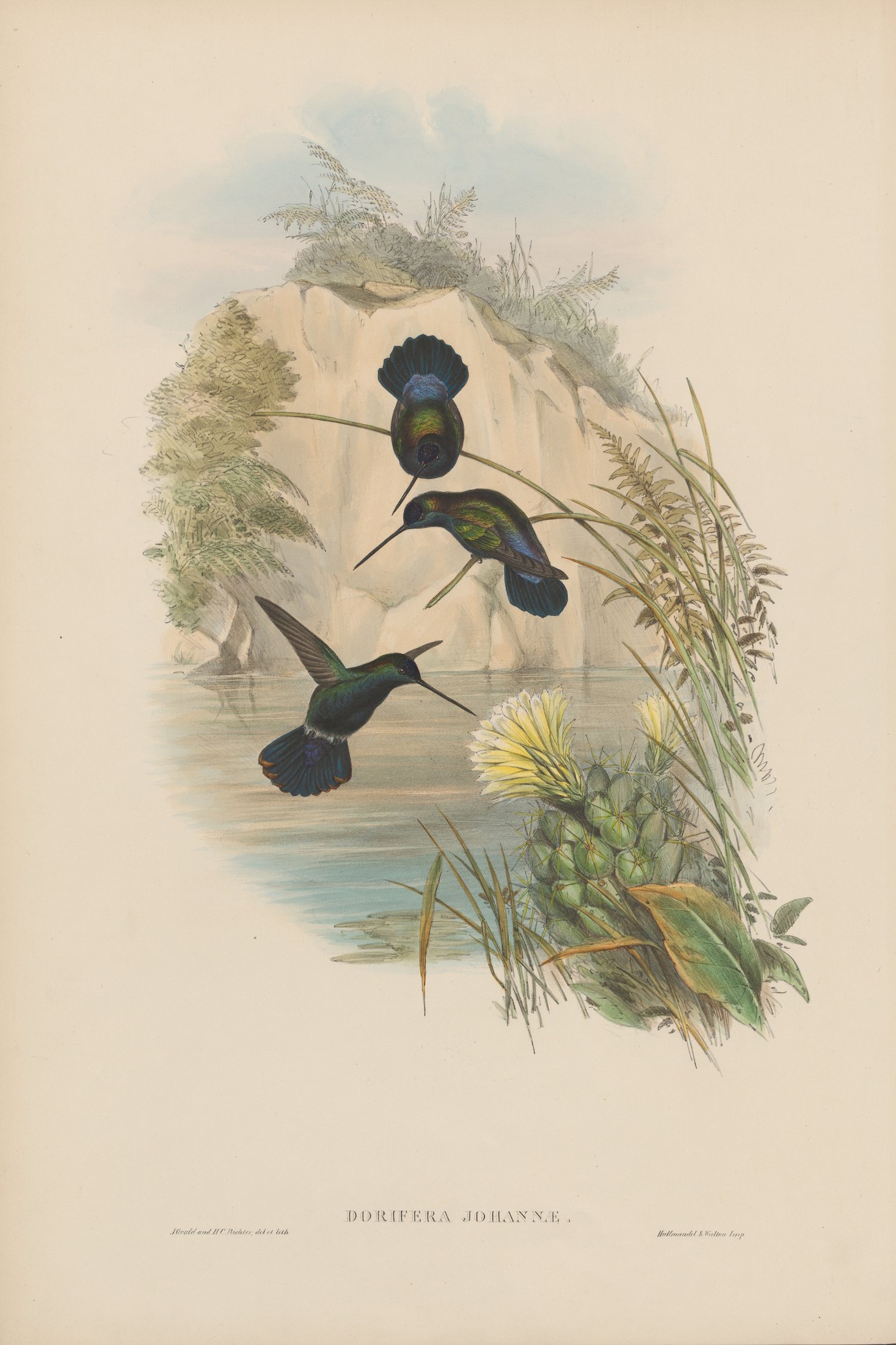 Doryfera johannae — John Gould