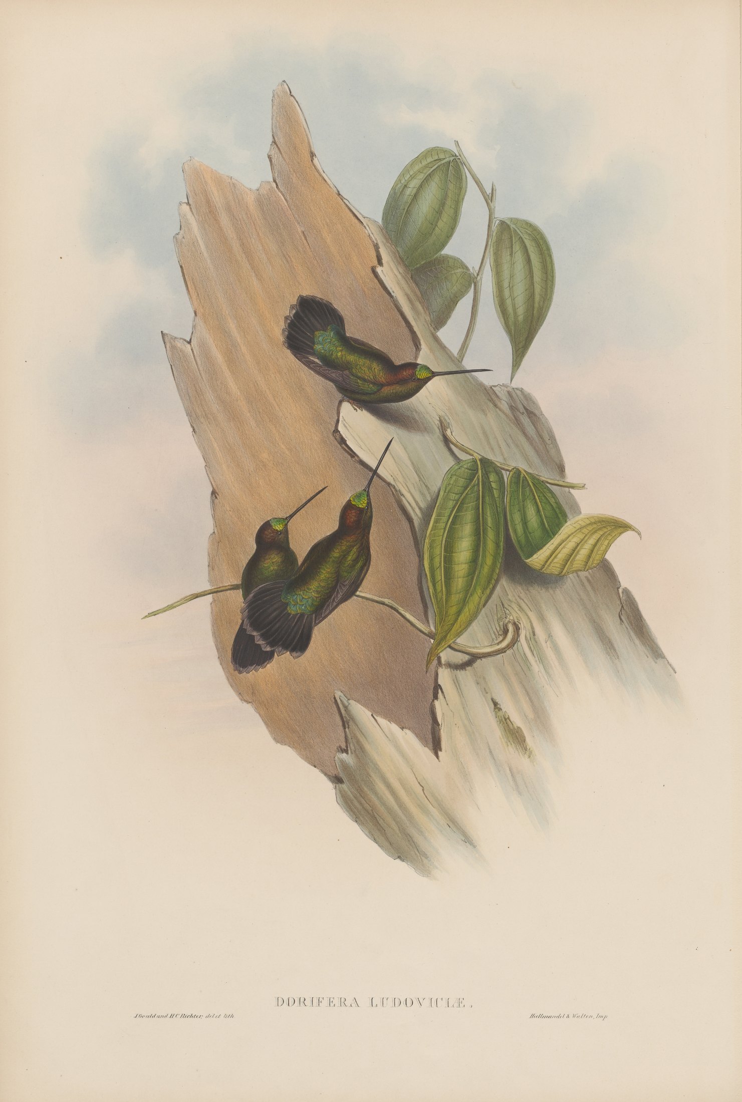 Doryfera ludoviciae — John Gould