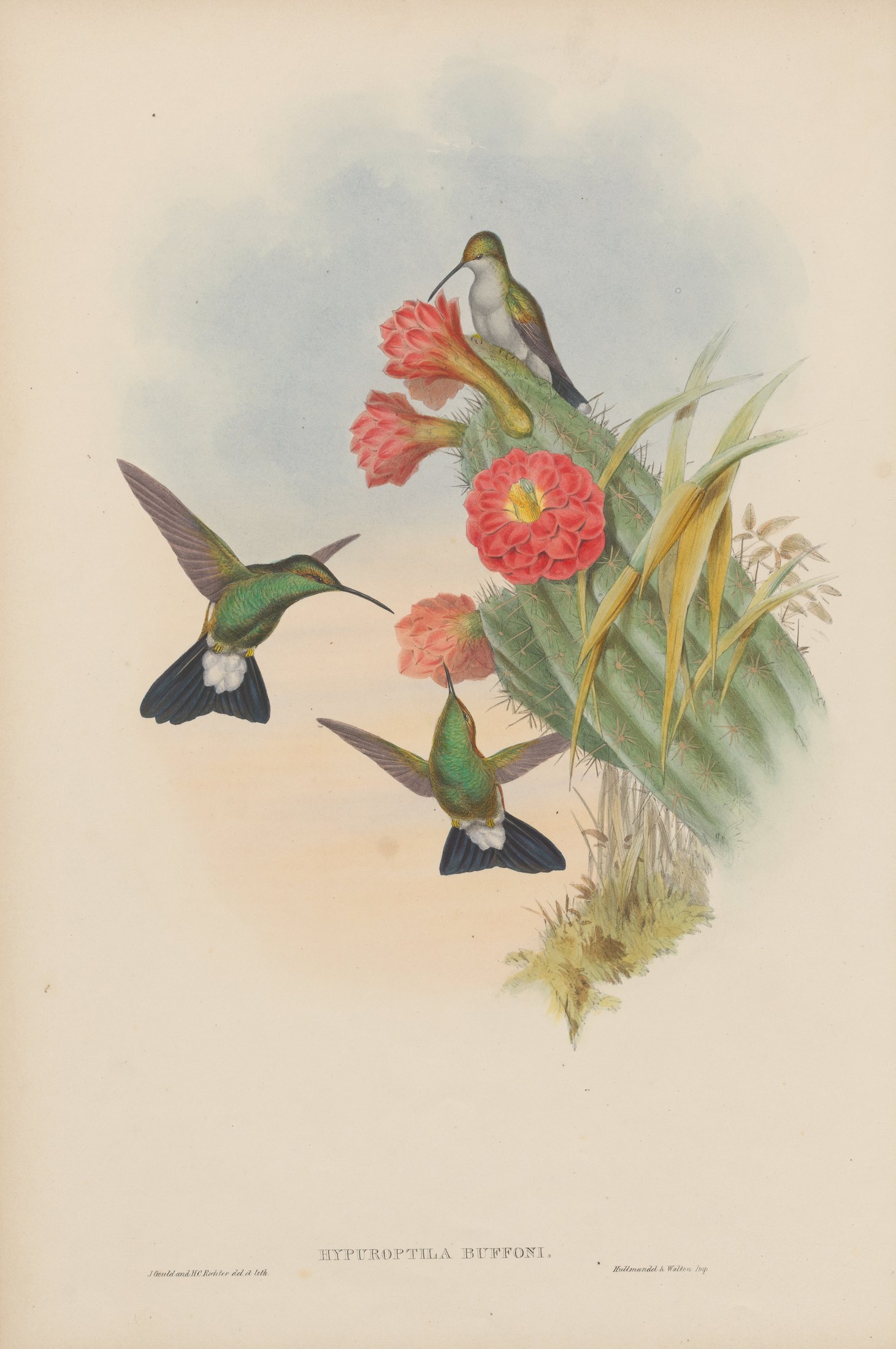 Hypuroptila buffoni — John Gould