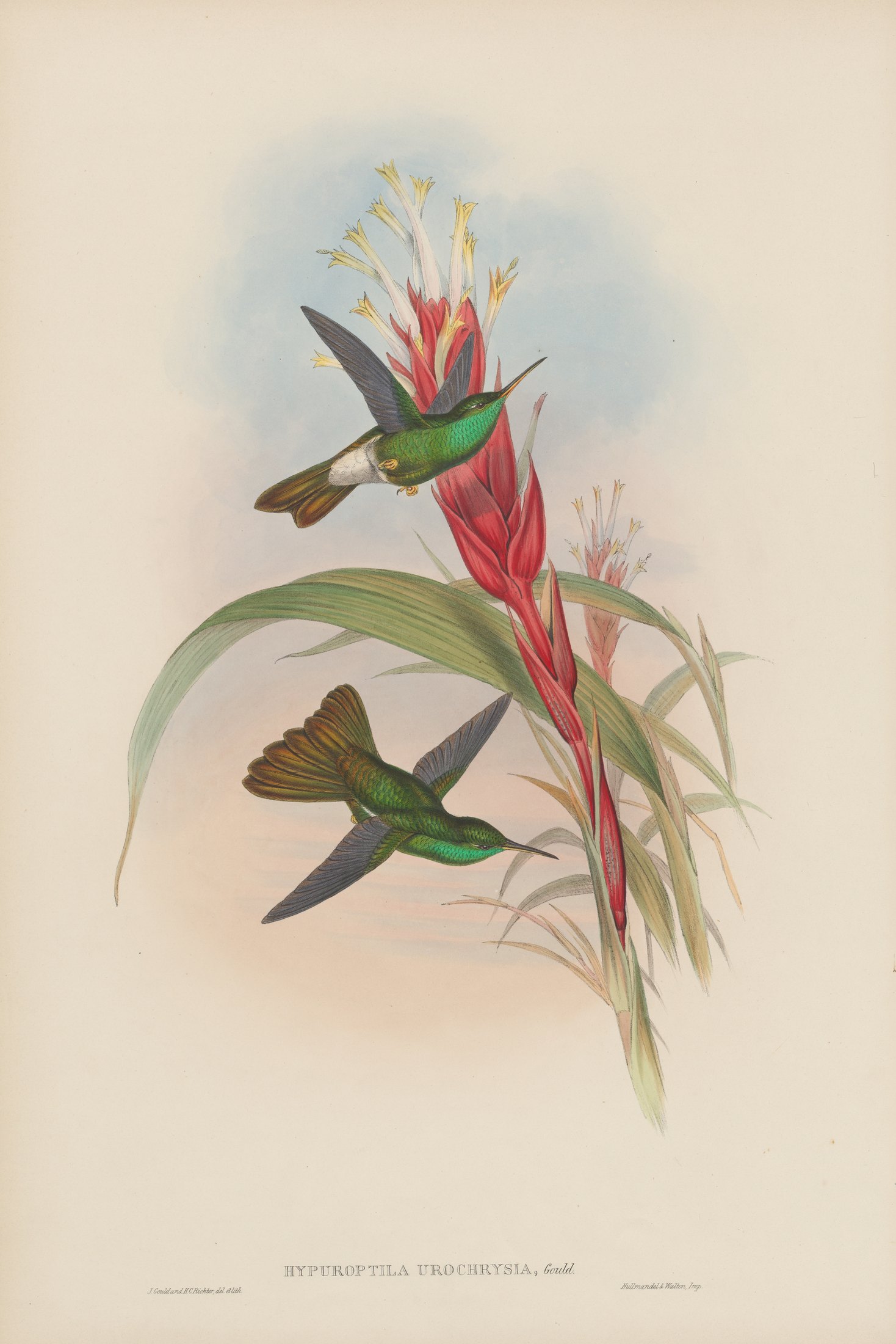 Hypuroptila urochrysia, Gould — John Gould