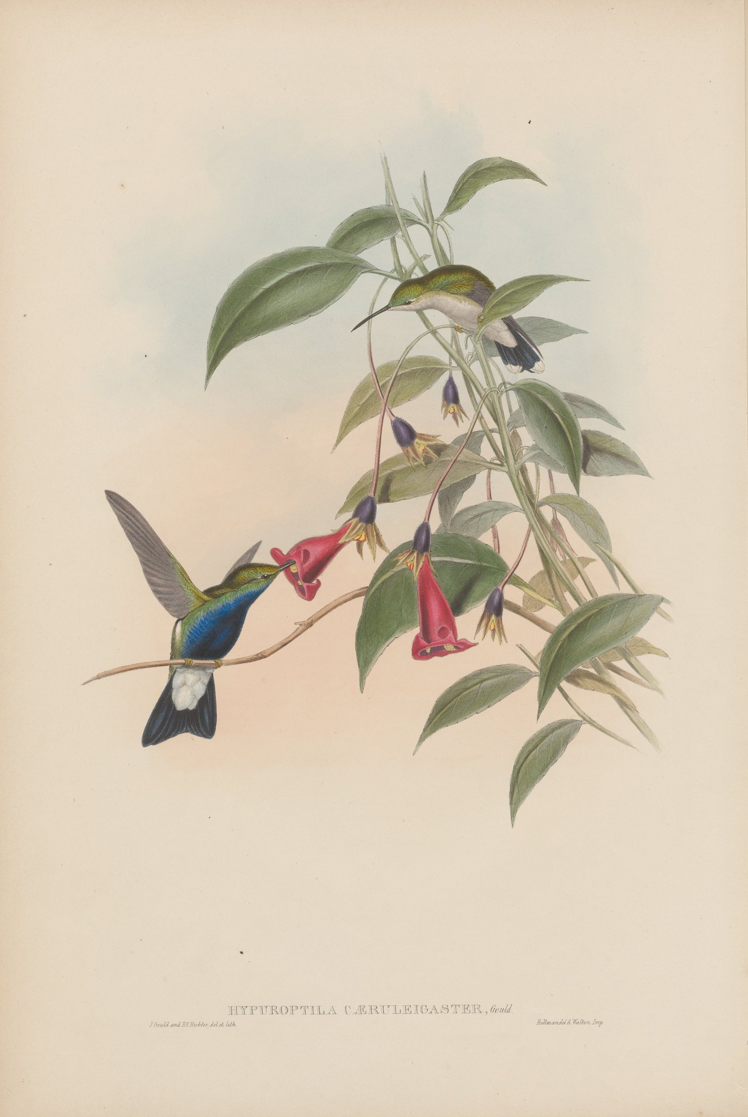 Hypuroptila caeruleogaster, Gould — John Gould