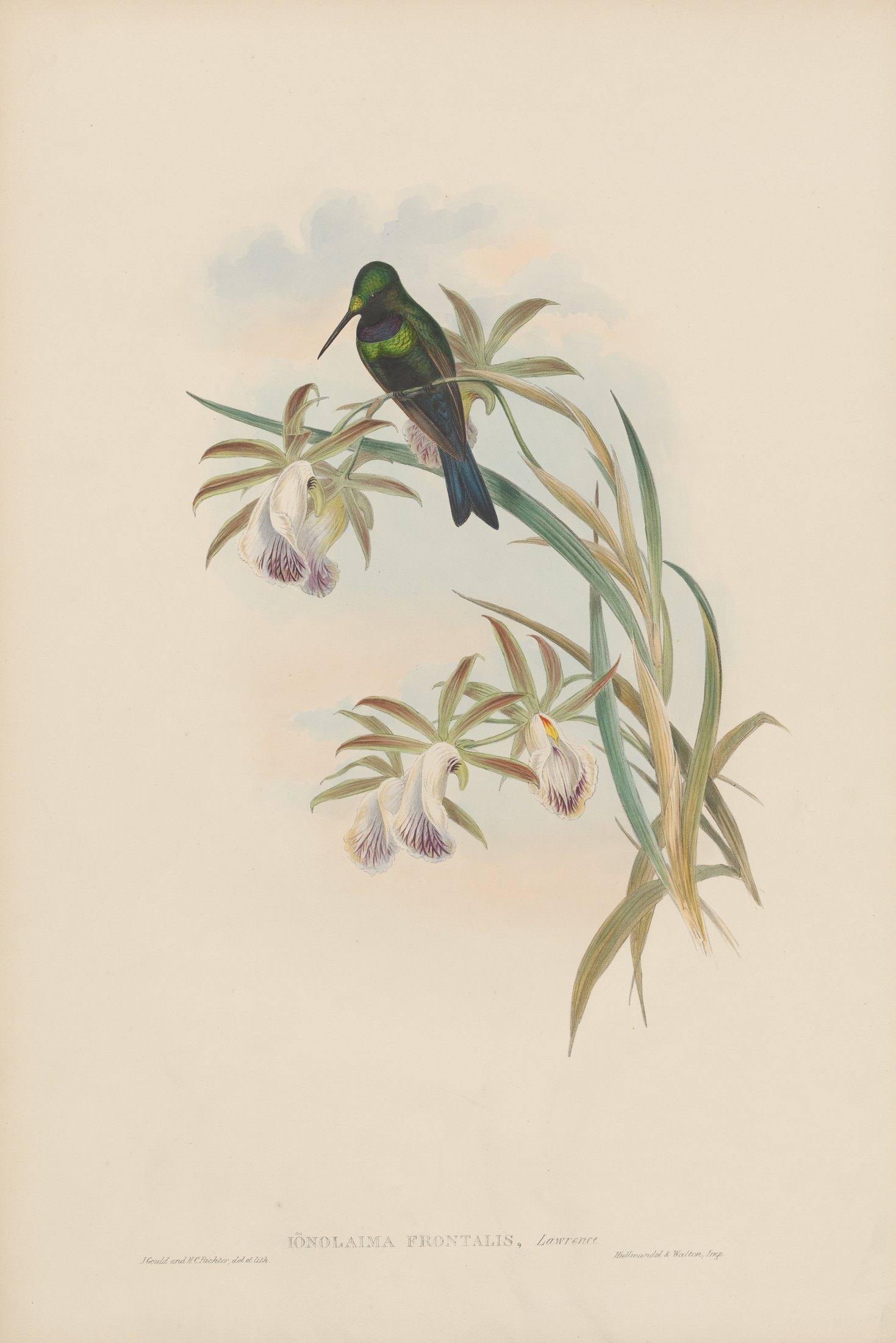 Ionolaima frontalis, Lawr. — John Gould