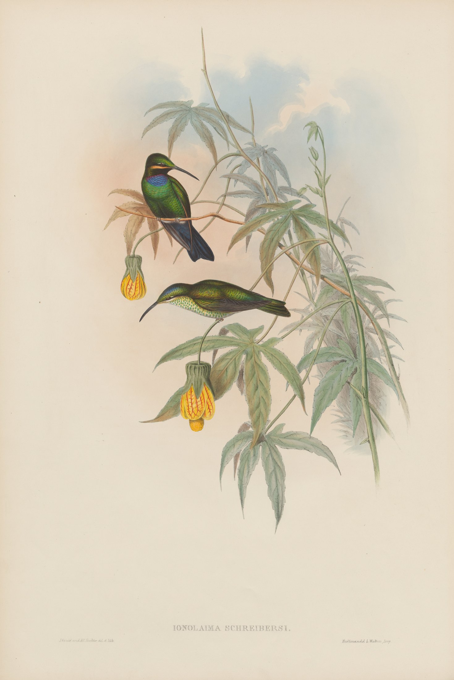 Ionolaima schreibersi, Gould — John Gould
