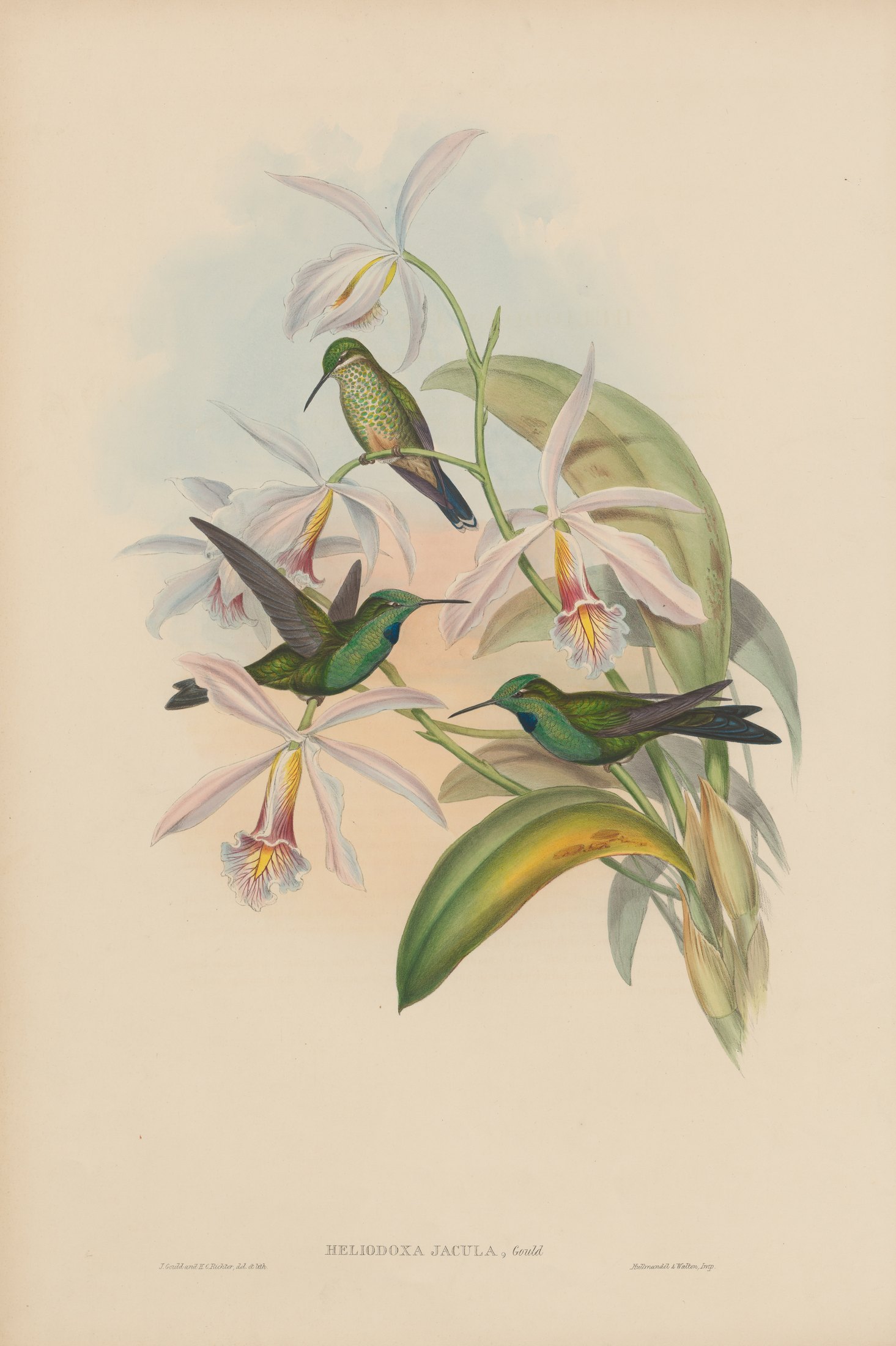 Heliodoxa jacula, Gould — John Gould