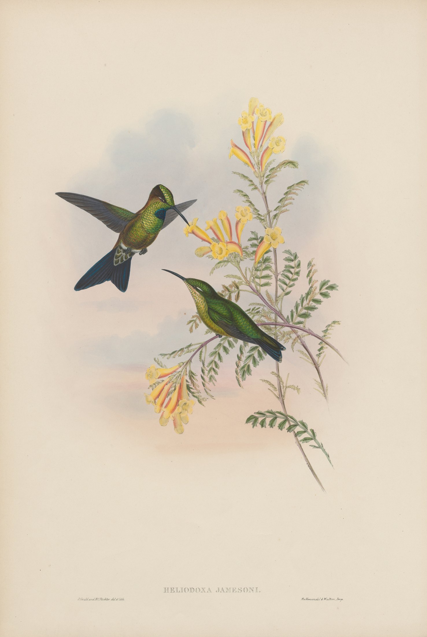 Heliodoxa jamesoni — John Gould