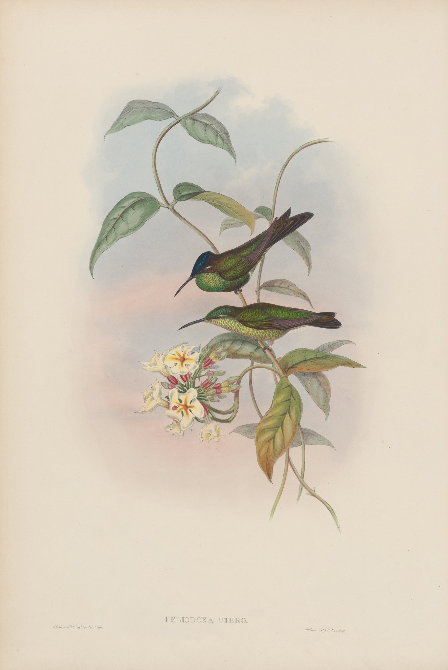 Heliodoxa otero — John Gould