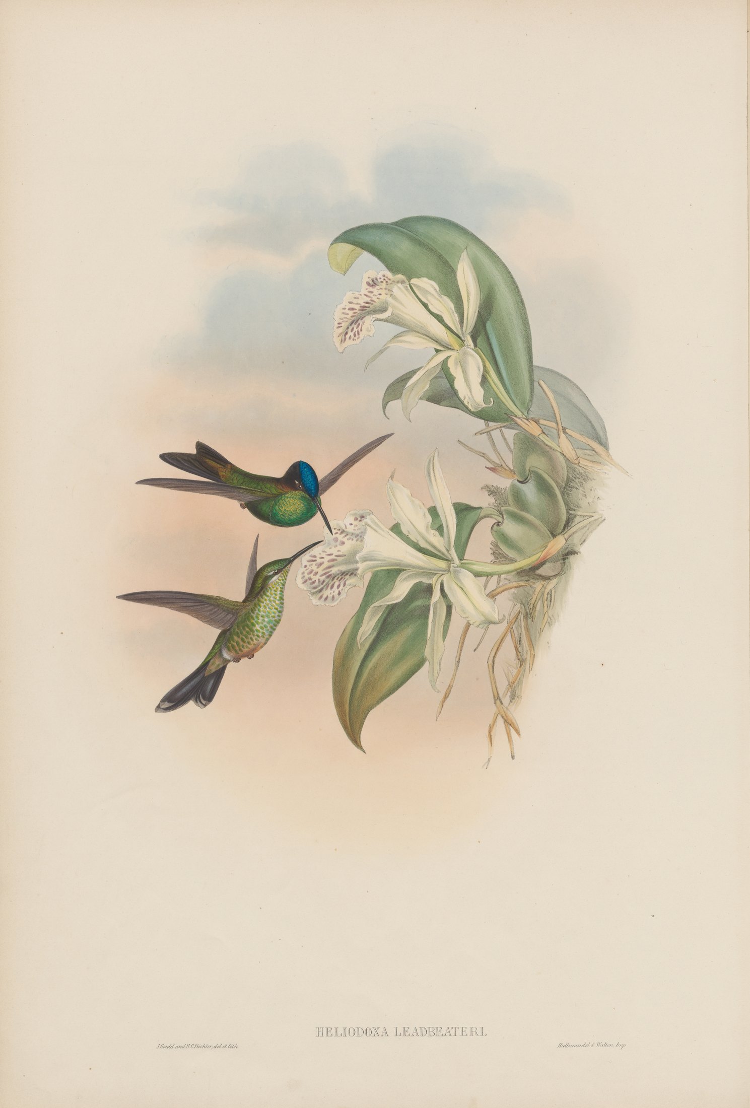 Heliodoxa leadbeateri — John Gould