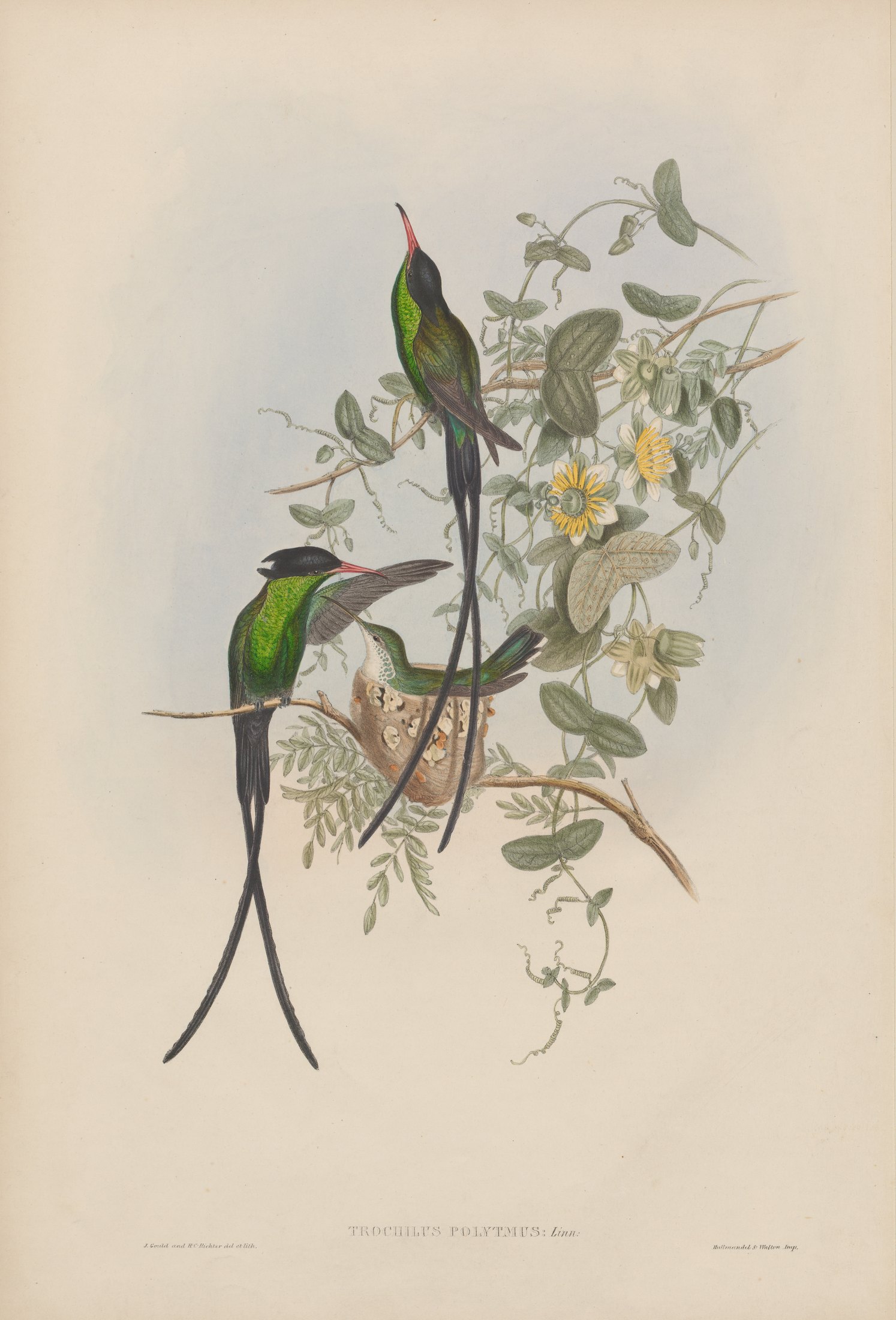 Trochilus polytmus, Linn. — John Gould