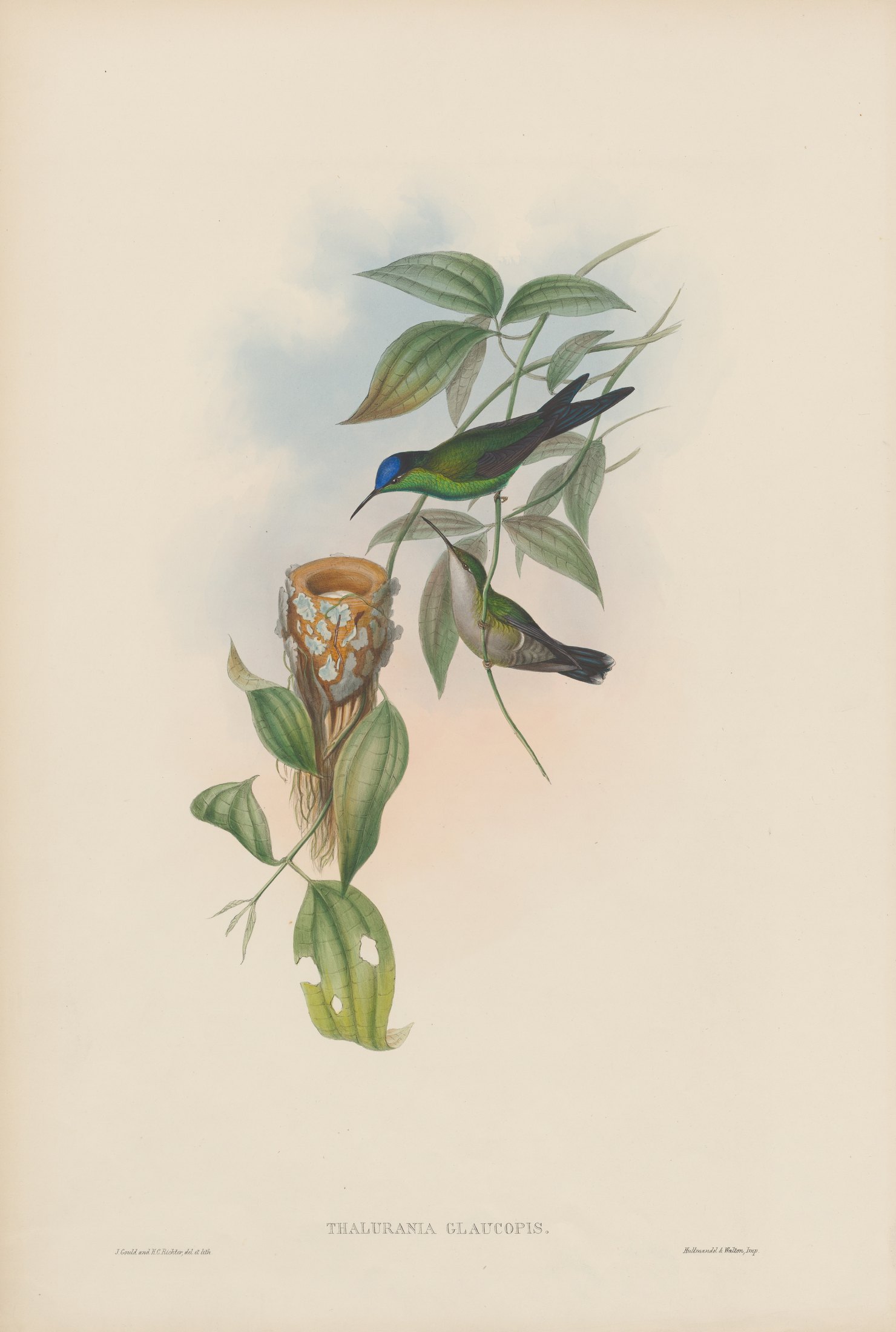 Thalurania glaucopis — John Gould