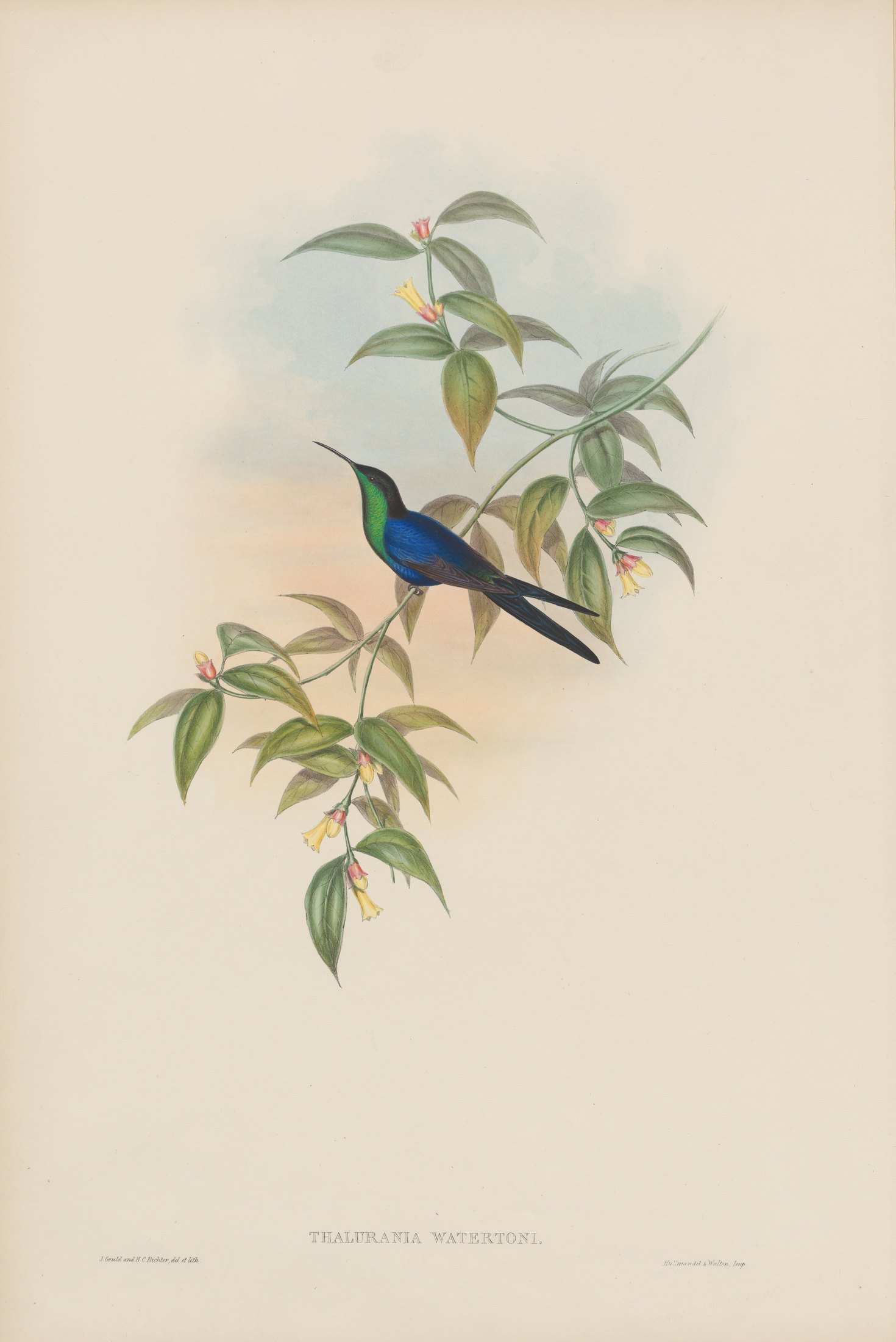 Thalurania watertoni — John Gould