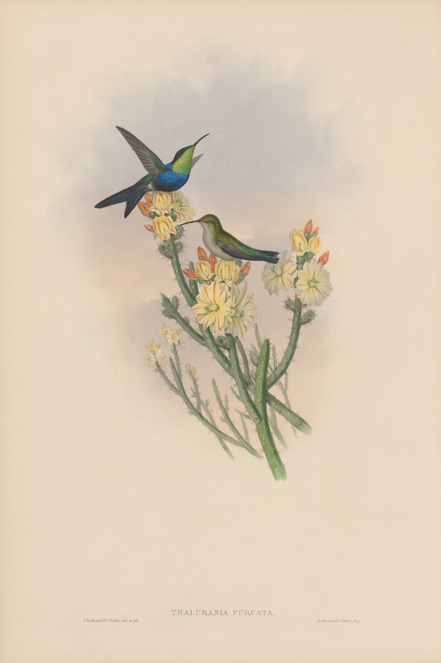 Thalurania furcata — John Gould