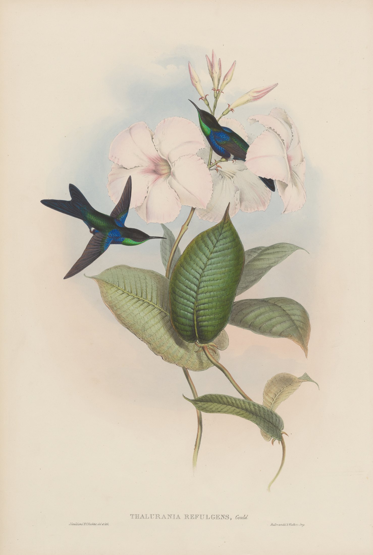 Thalurania refulgens, Gould — John Gould