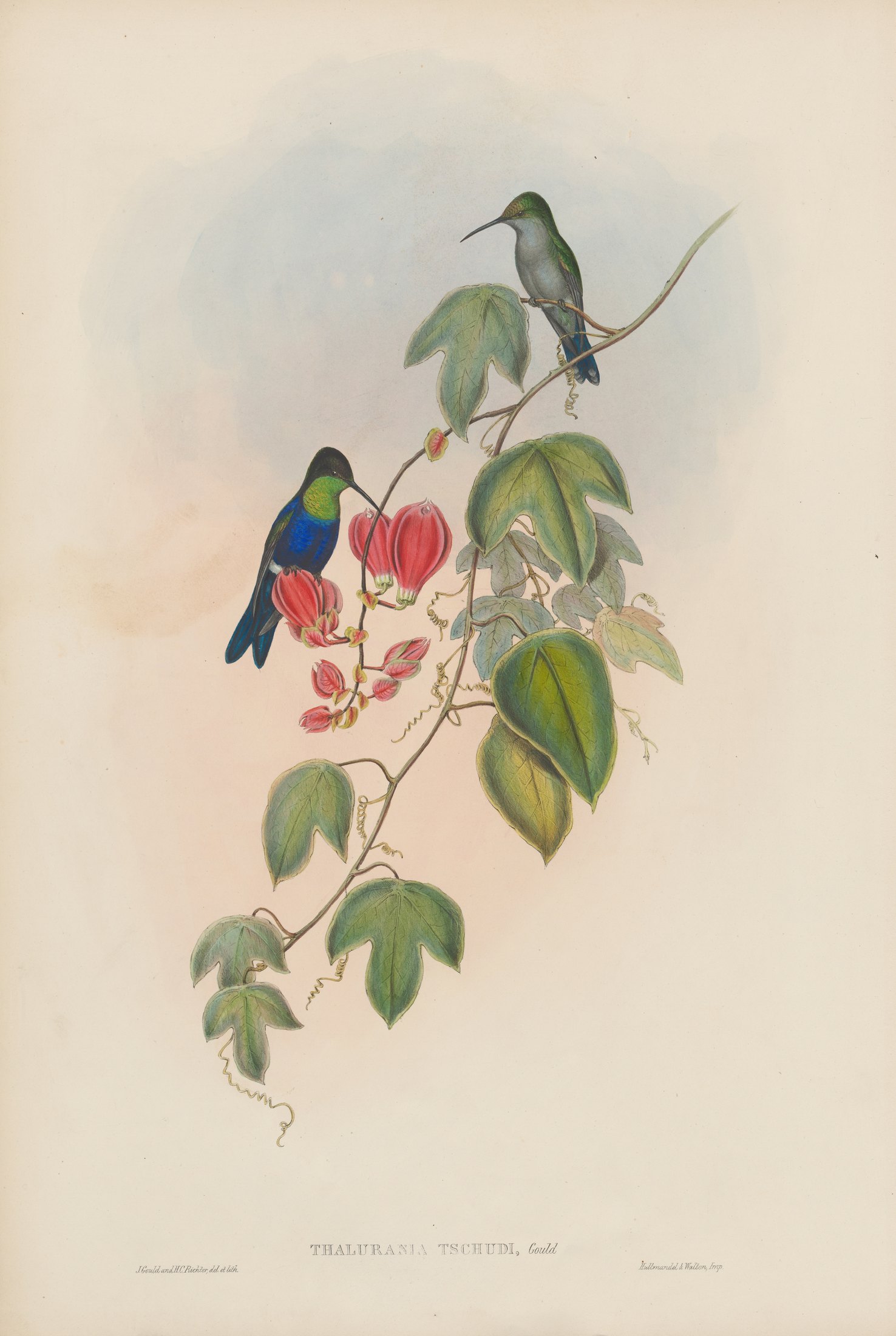 Thalurania tschudii, Gould — John Gould