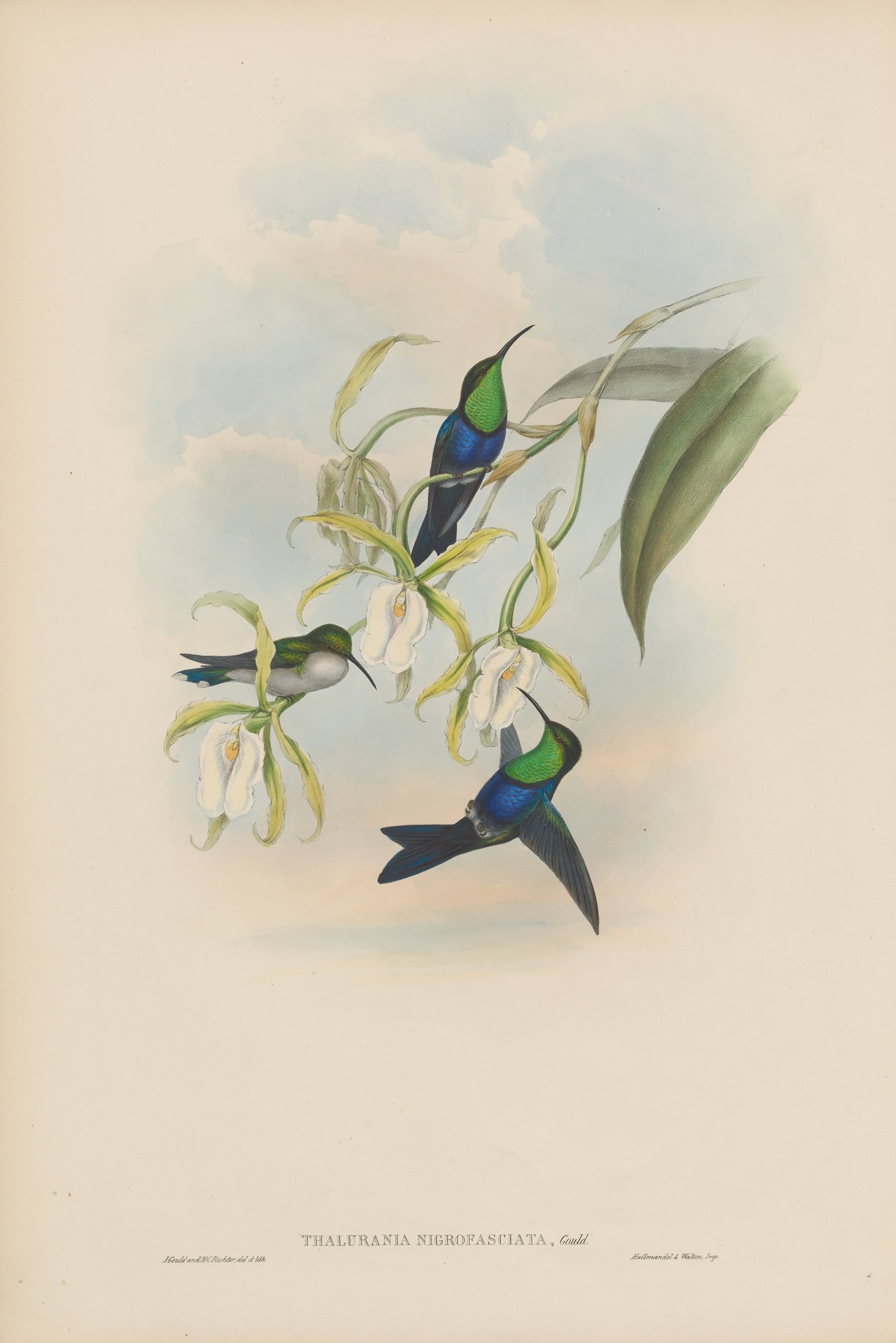 Thalurania nigrofasciata, Gould — John Gould