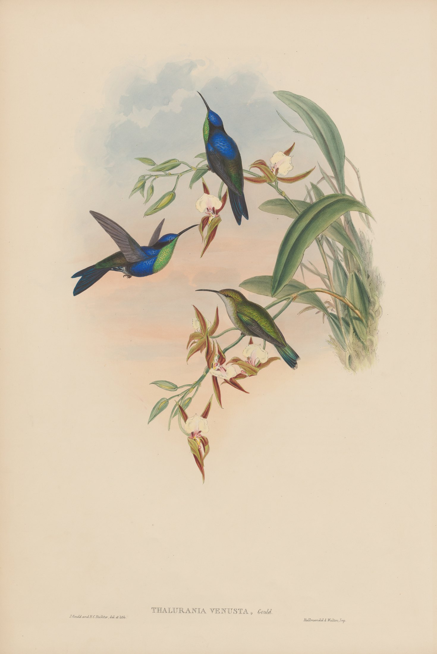 Thalurania venusta, Gould — John Gould