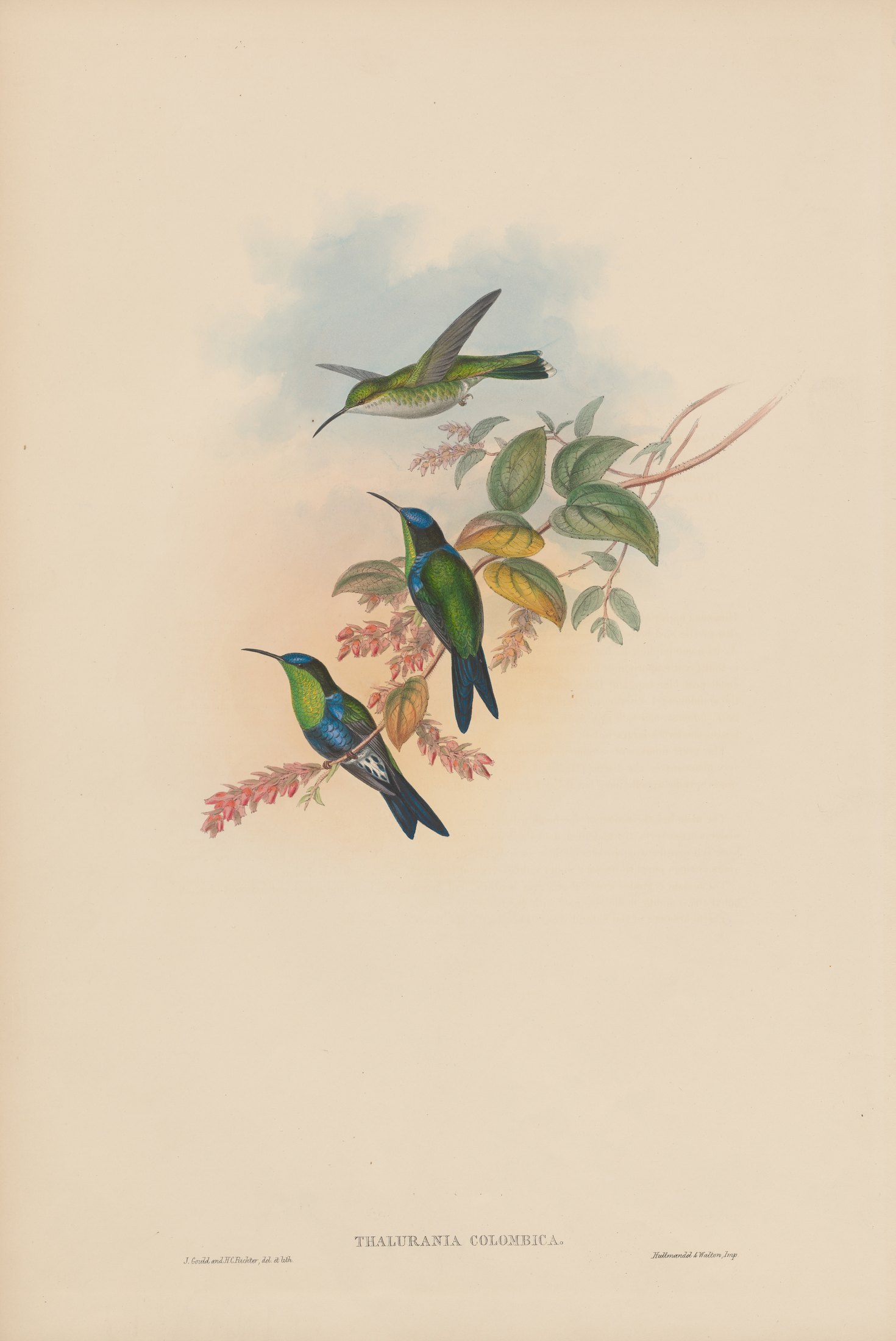 Thalurania columbica — John Gould