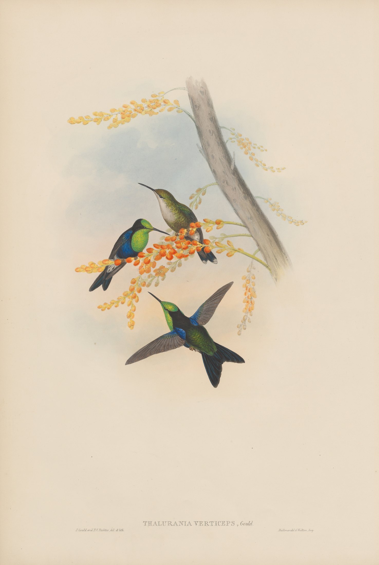 Thalurania verticeps, Gould — John Gould