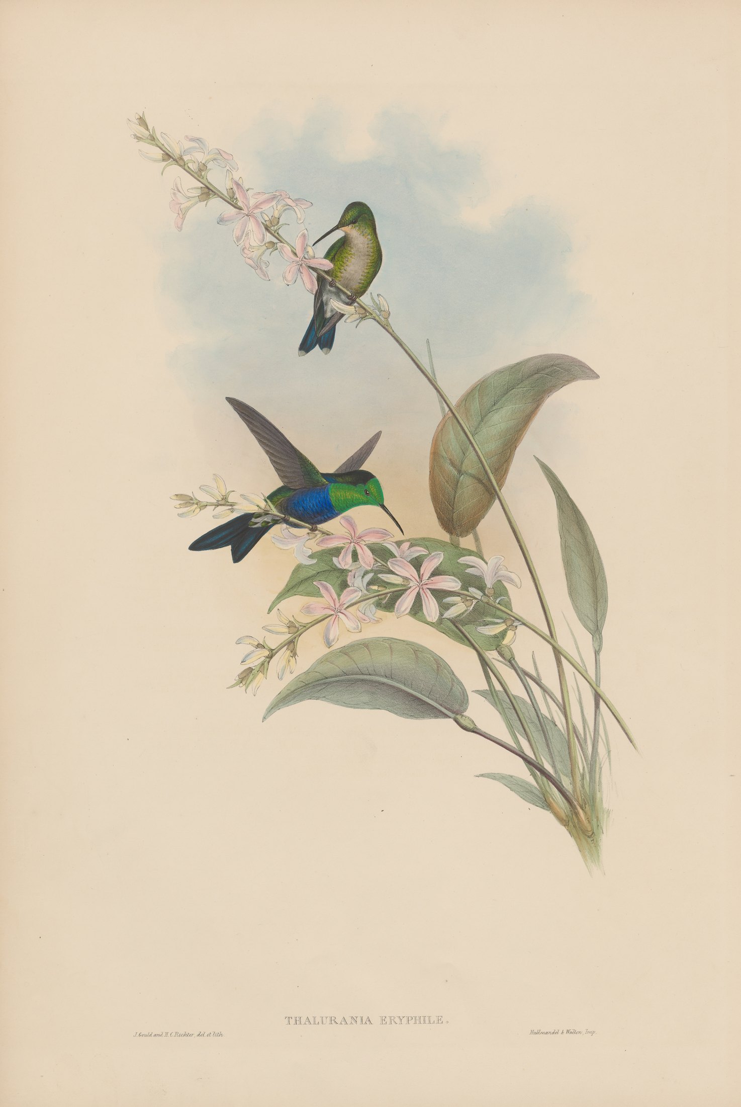 Thalurania eriphile — John Gould