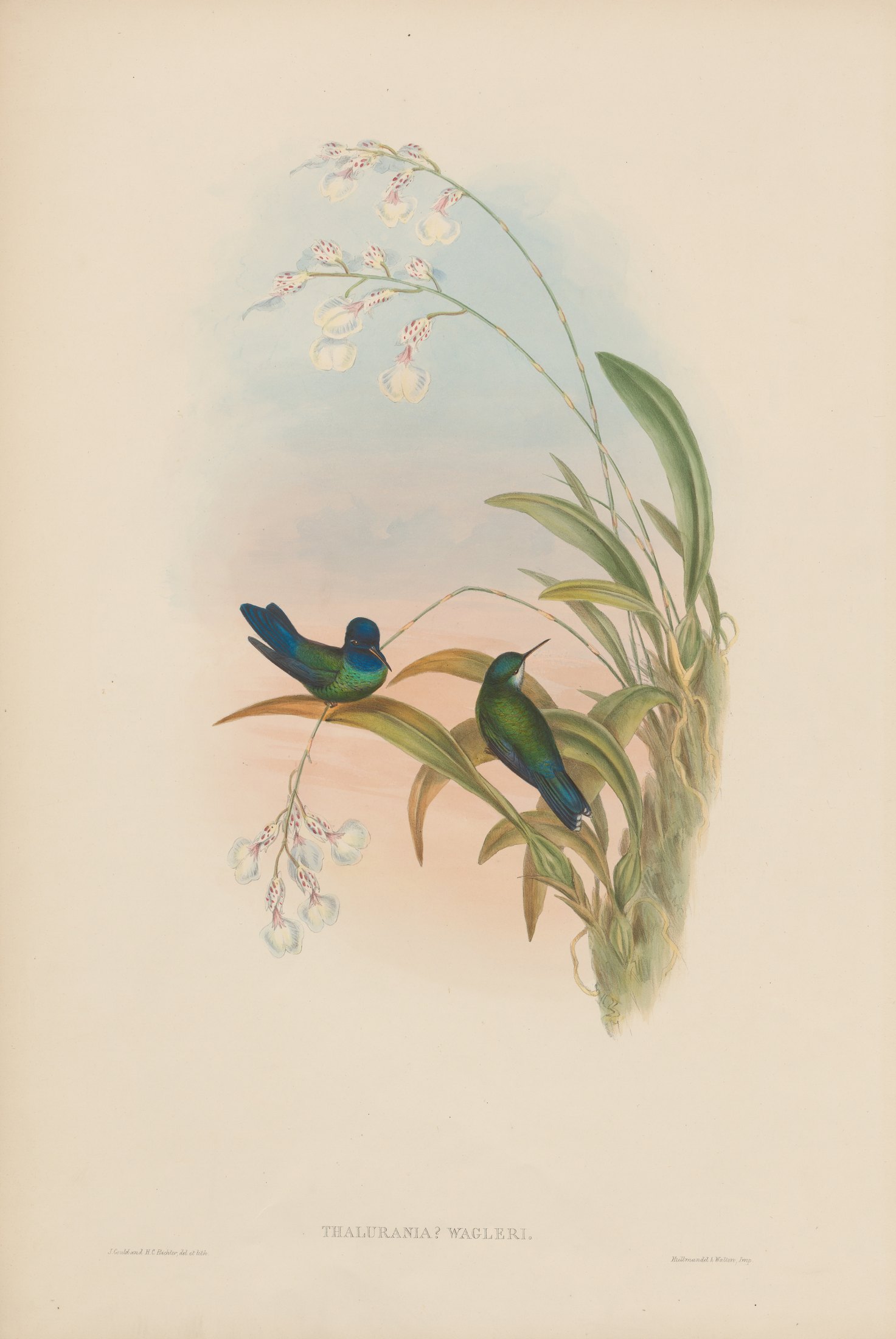 Thalurania ? wagleri — John Gould