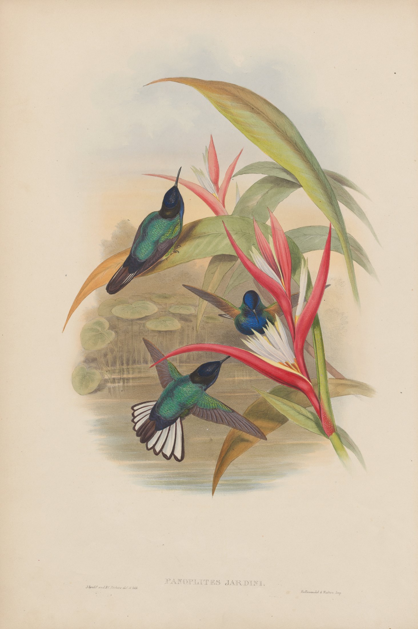Panoplites jardini — John Gould