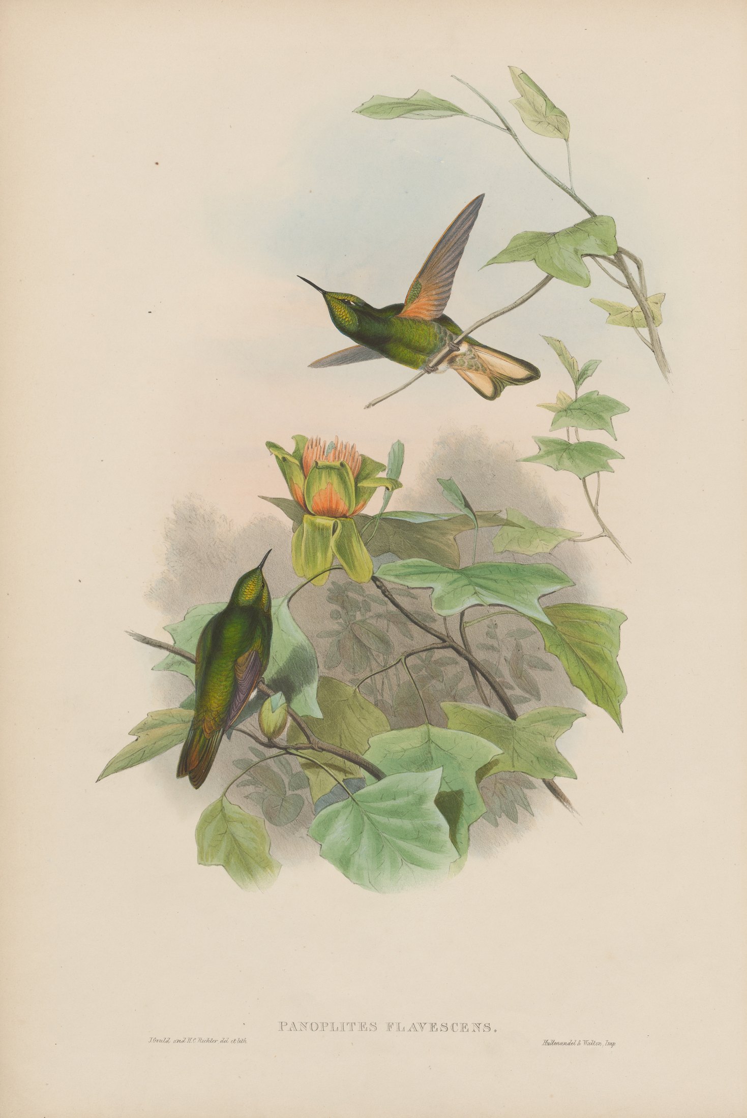 Panoplites flavescens — John Gould