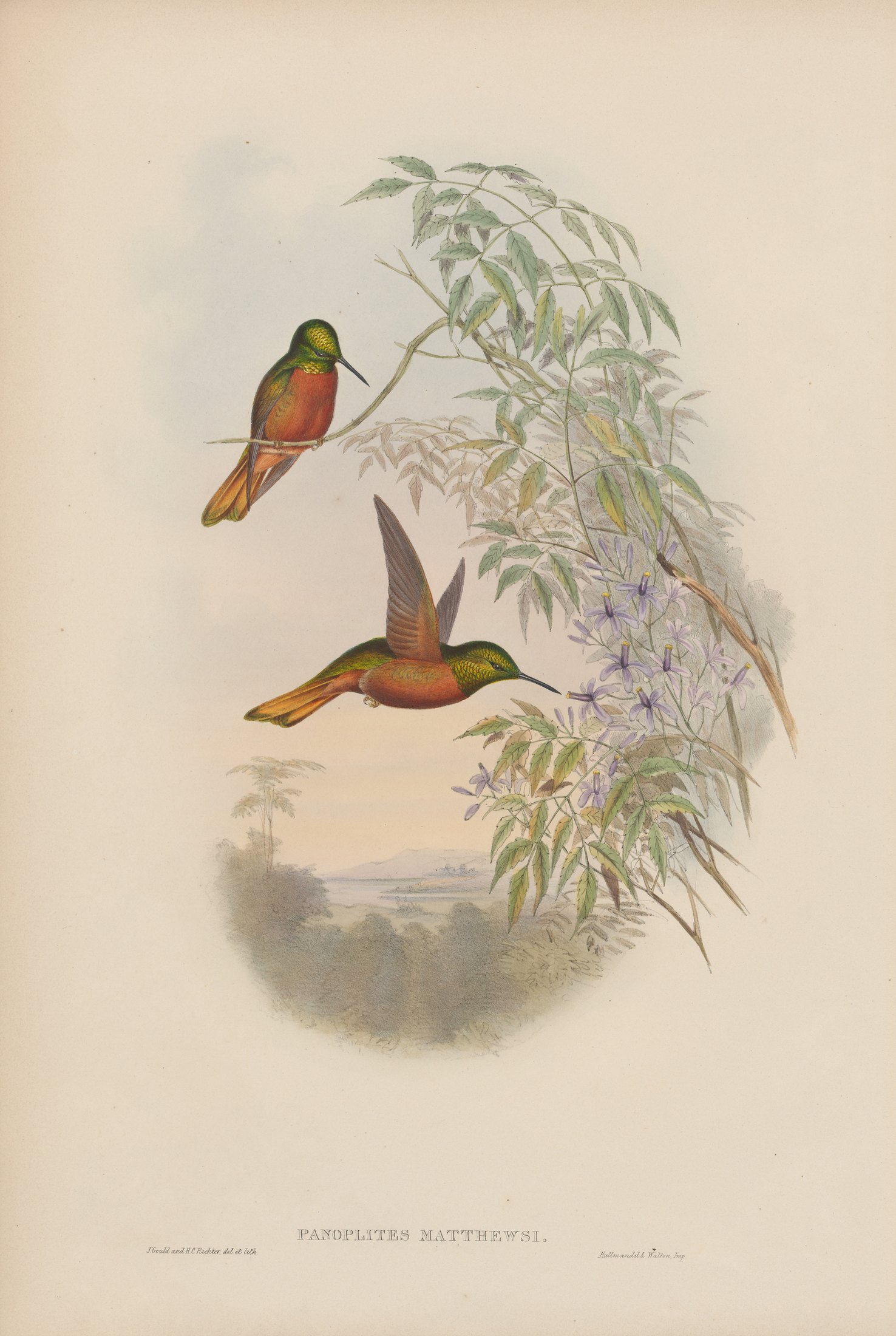 Panoplites matthewsi — John Gould