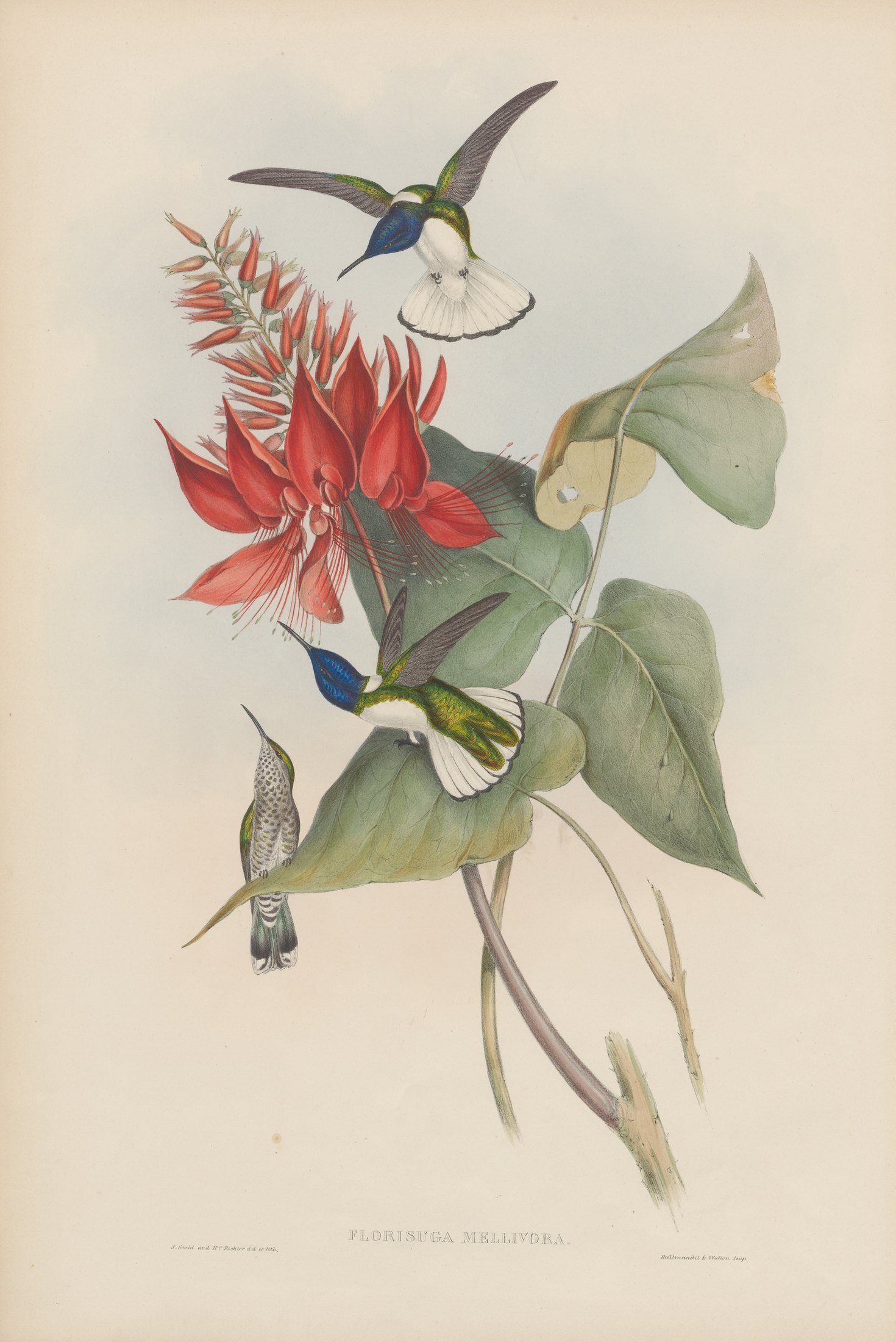 Florisuga mellivora — John Gould