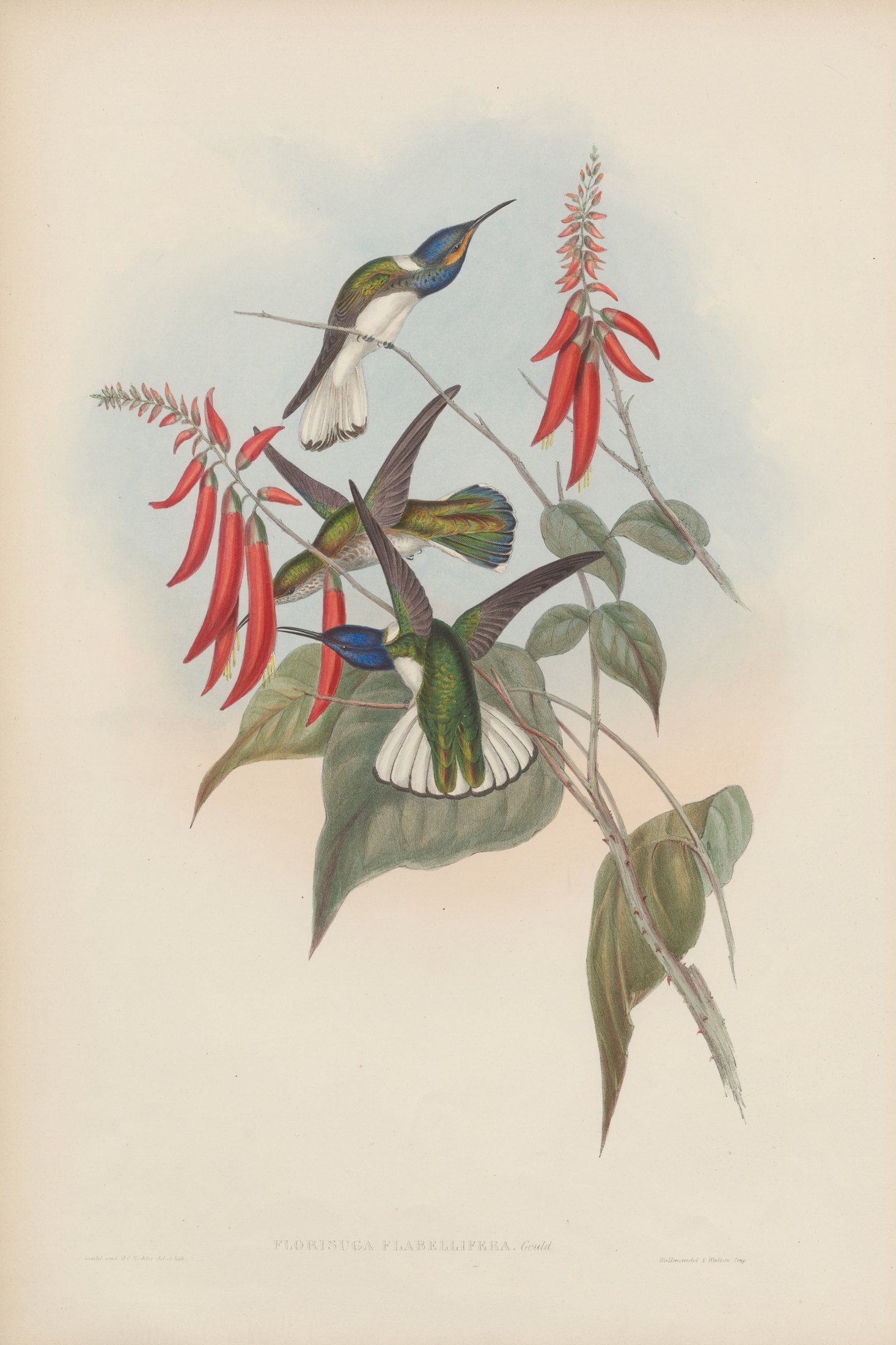 Florisuga flabellifera, Gould — John Gould