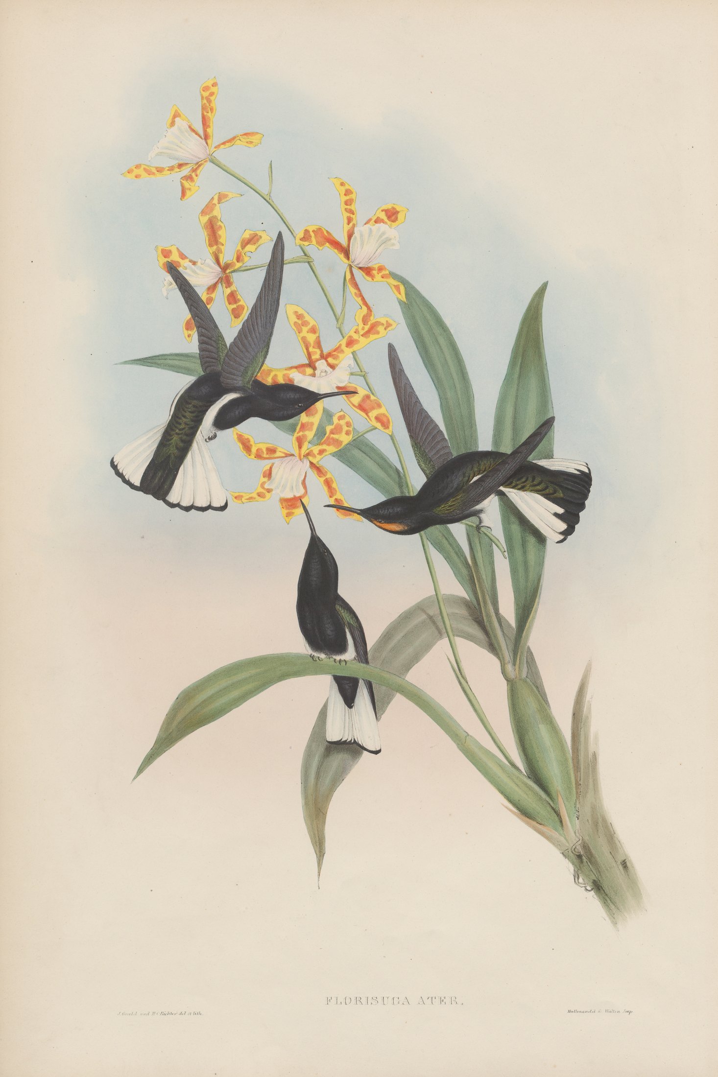 Florisuga atra — John Gould