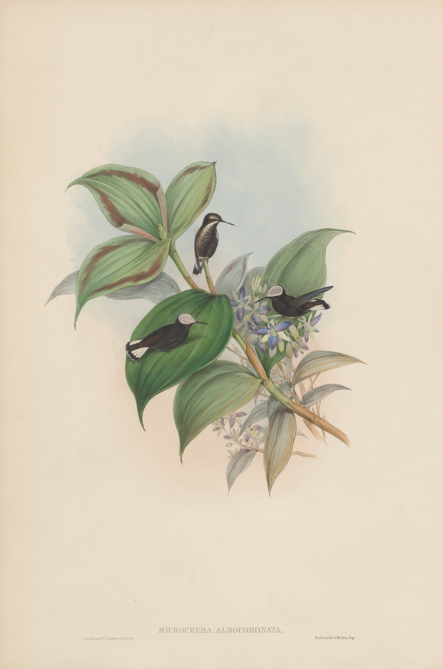 Microchera albocoronata — John Gould