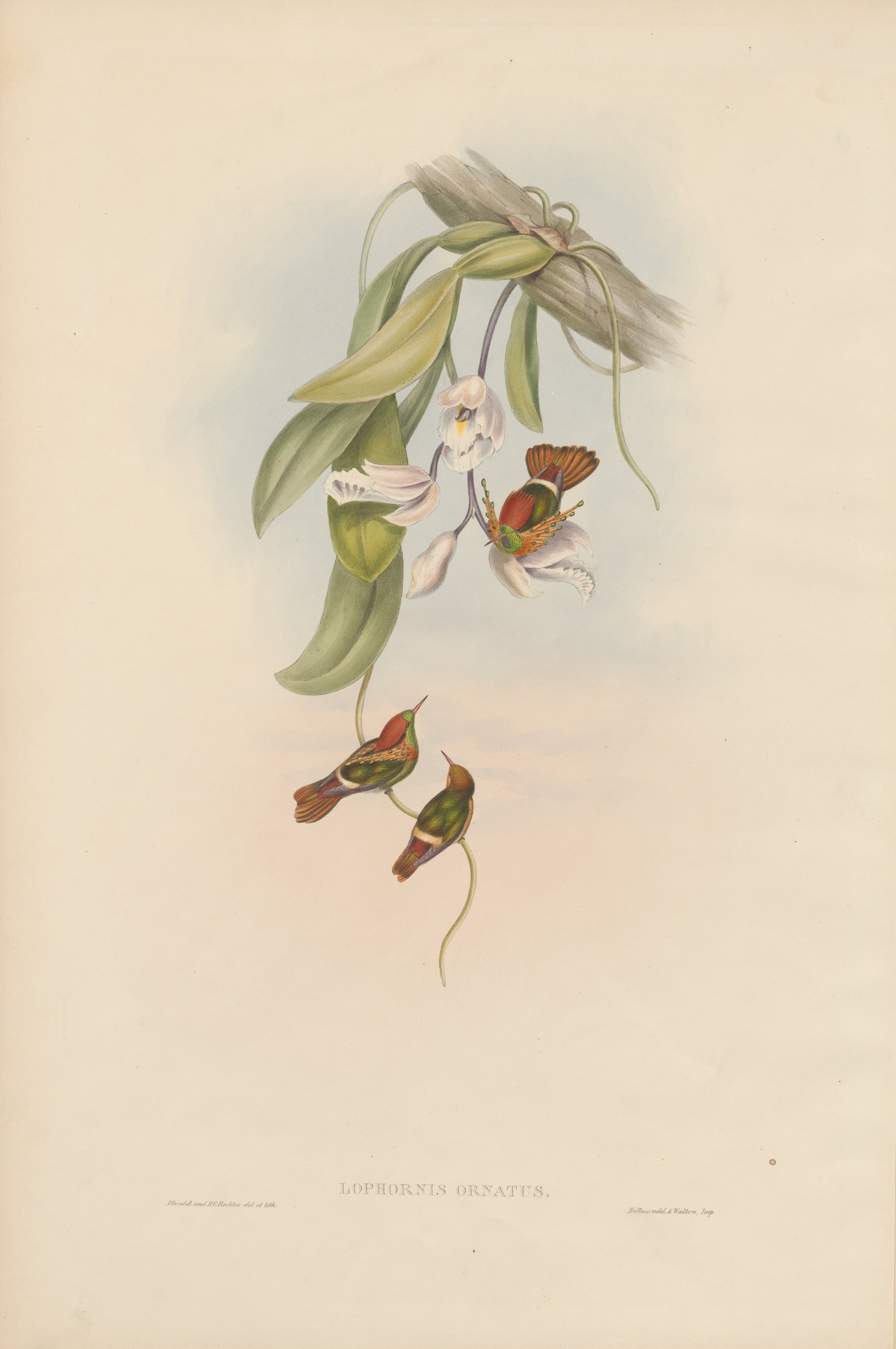 Lophornis ornatus — John Gould